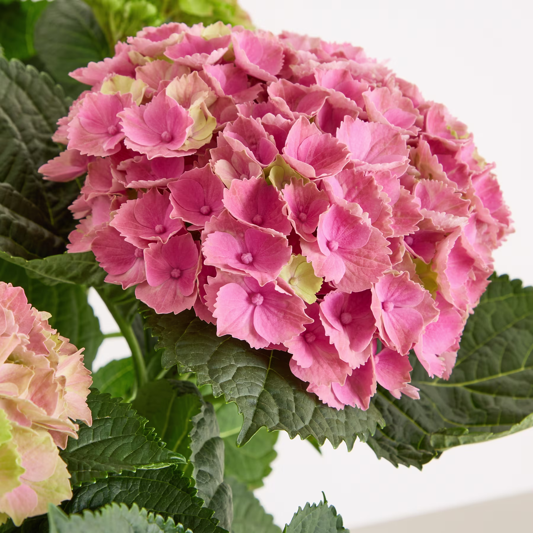 Eine leuchtende Ansammlung rosa Hortensienblüten, umgeben von üppigen grünen Blättern vor einem unscharfen natürlichen Hintergrund. (Beschreibungstext KI-generiert)