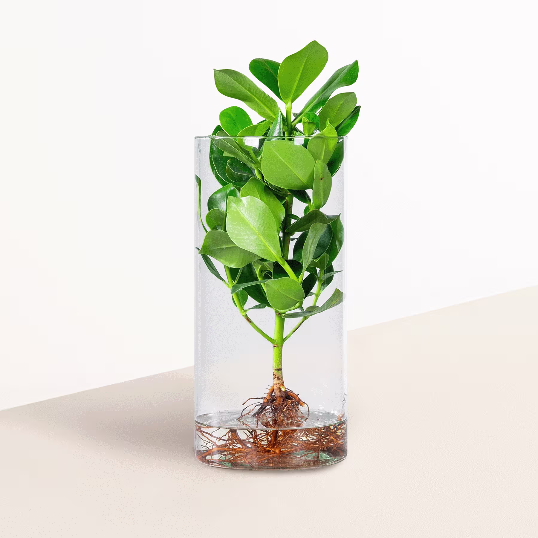 In einem mit Wasser gefüllten Glasbehälter steht eine kleine Pflanze mit üppigen grünen Blättern, deren Wurzeln in der klaren Flüssigkeit vor einem schlichten, hellen Hintergrund sichtbar sind. (Beschreibungstext KI-generiert)