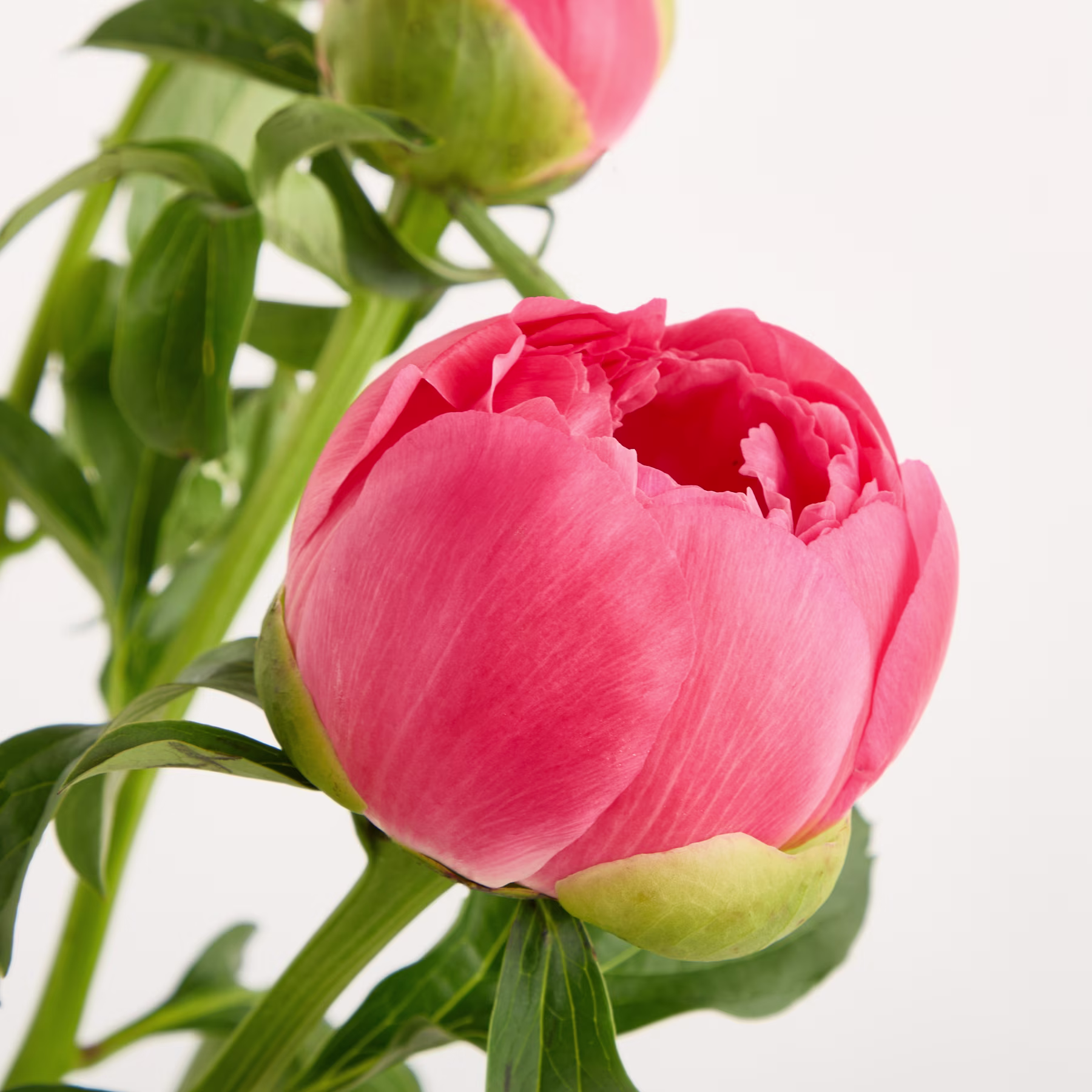 Eine leuchtend rosa Tulpenblüte mit üppigen grünen Blättern vor einem schlichten weißen Hintergrund. (Beschreibungstext KI-generiert)