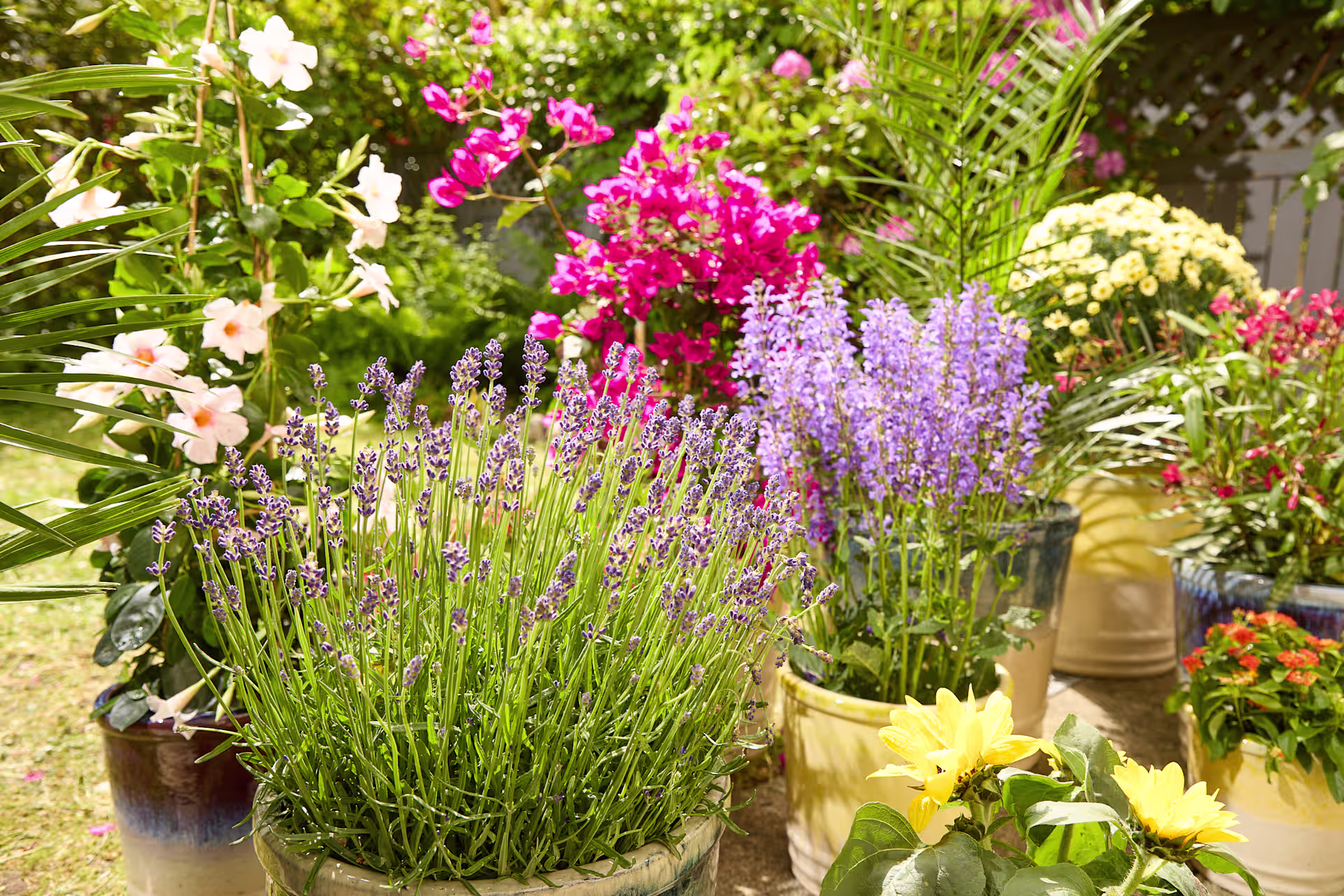 Ein lebendiger Garten voller bunter Blumen, darunter Lavendel, Gänseblümchen und andere Blüten, vor einer üppigen, grünen Kulisse. (Beschreibungstext KI-generiert)