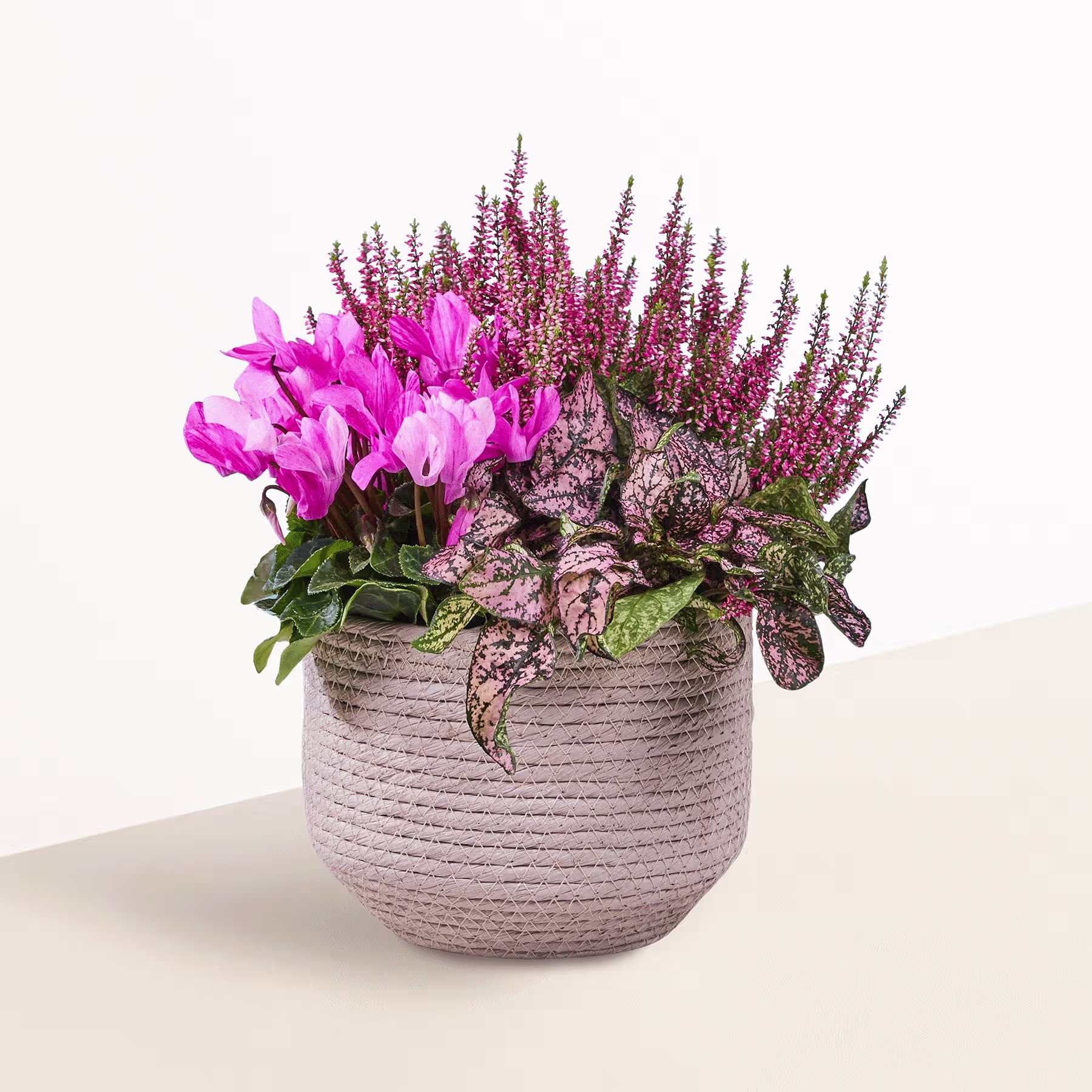 Ein farbenfrohes Arrangement aus rosa Alpenveilchenblüten und violetten Heidepflanzen in einem strukturierten Keramiktopf vor einem schlichten blauen Hintergrund. (Beschreibungstext KI-generiert)