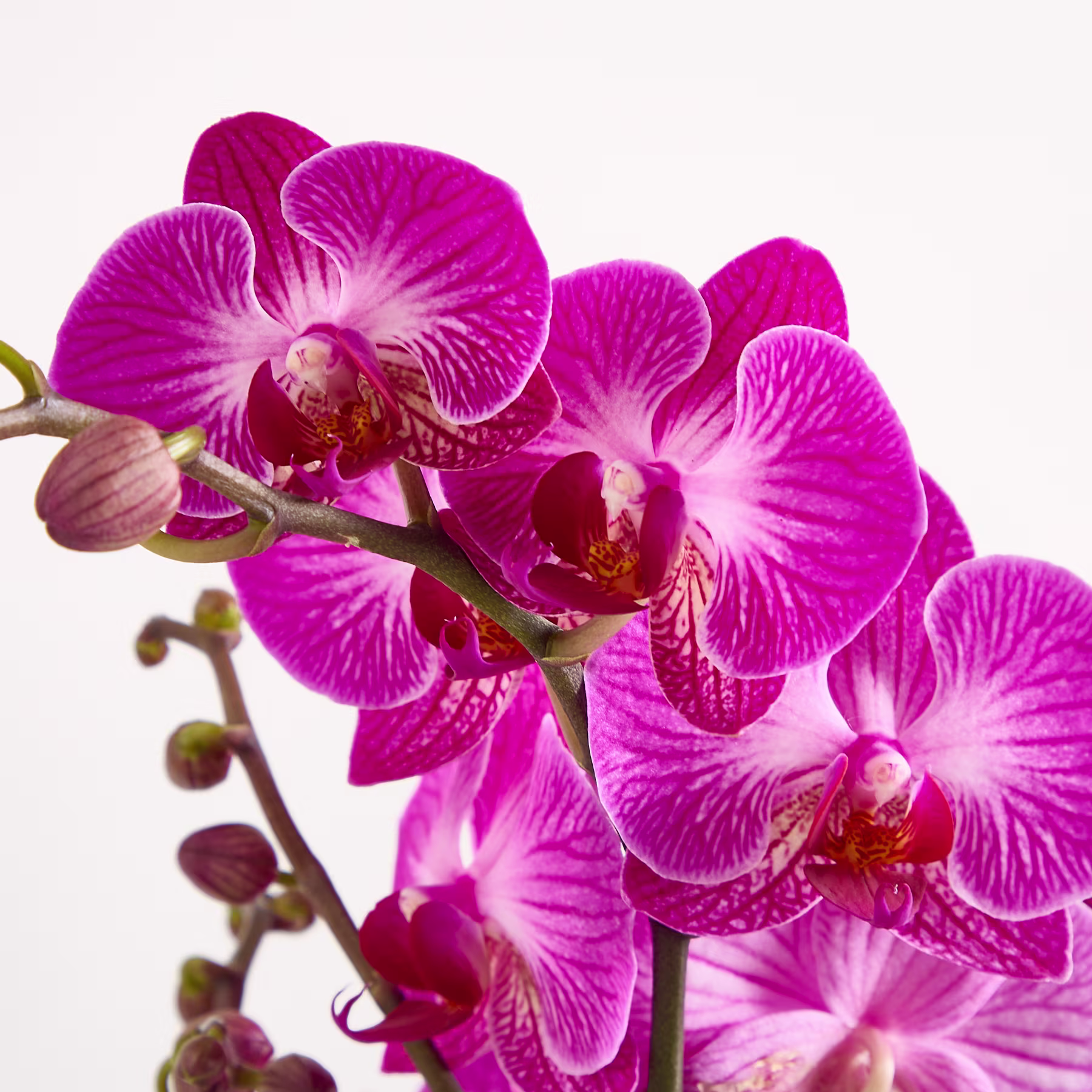 Leuchtend rosa Orchideenblüten mit komplizierten Mustern blühen auf einem Stiel vor einem schlichten weißen Hintergrund. (Beschreibungstext KI-generiert)