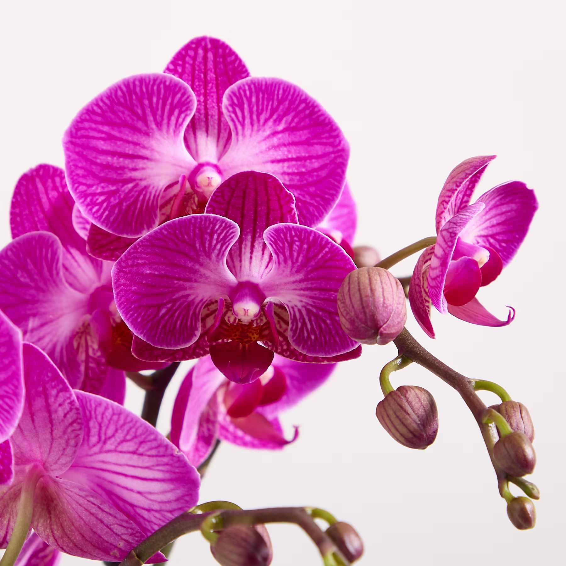 Leuchtend rosa Orchideenblüten mit komplizierten Mustern und zarten Blütenblättern vor einem schlichten weißen Hintergrund. (Beschreibungstext KI-generiert)