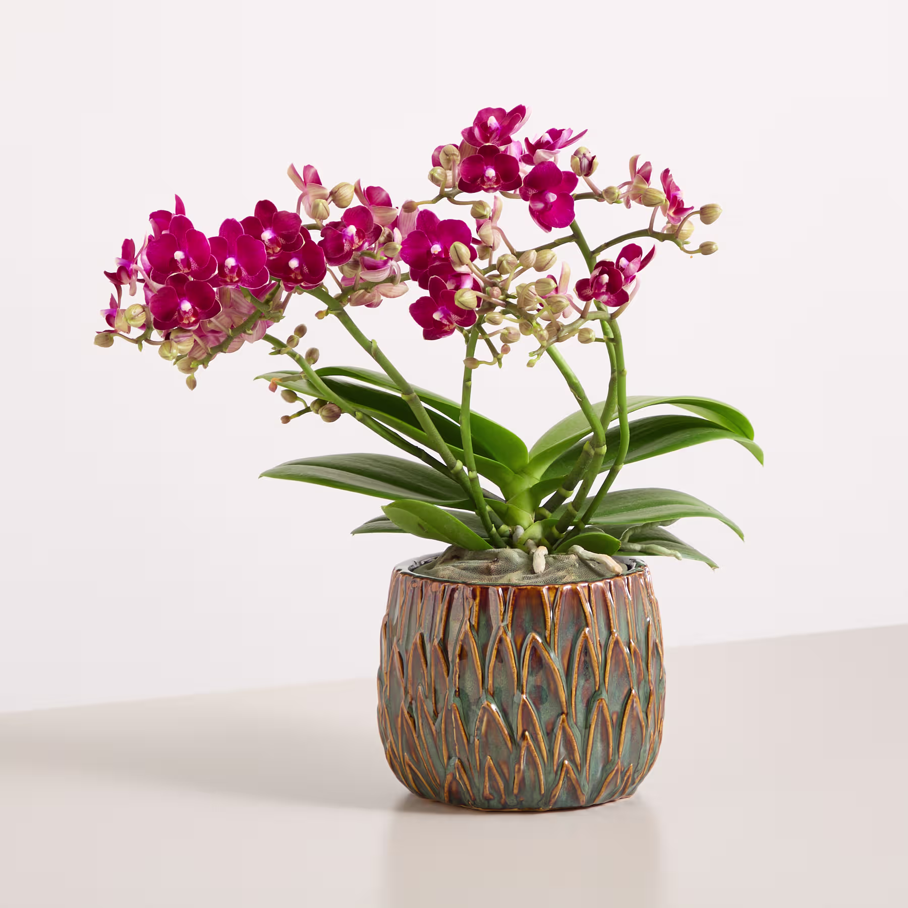 Ein leuchtender Strauß dunkelrosa Orchideen steht in einem dekorativen Keramiktopf vor einem schlichten weißen Hintergrund. (Beschreibungstext KI-generiert)