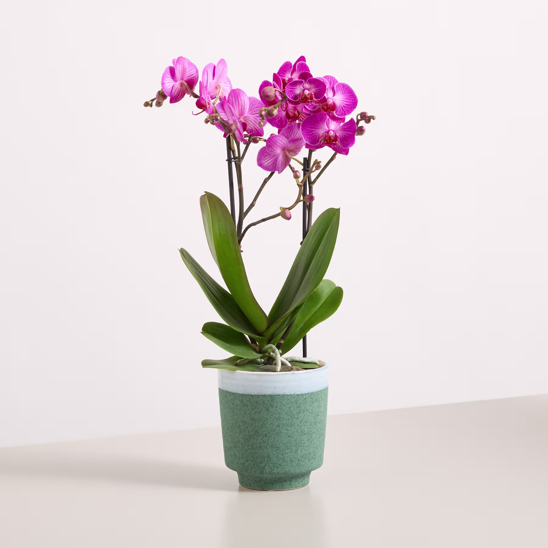 Eine leuchtend rosa Orchideenpflanze in einem grünen Keramiktopf steht auf einem schlichten weißen Hintergrund. (Beschreibungstext KI-generiert)