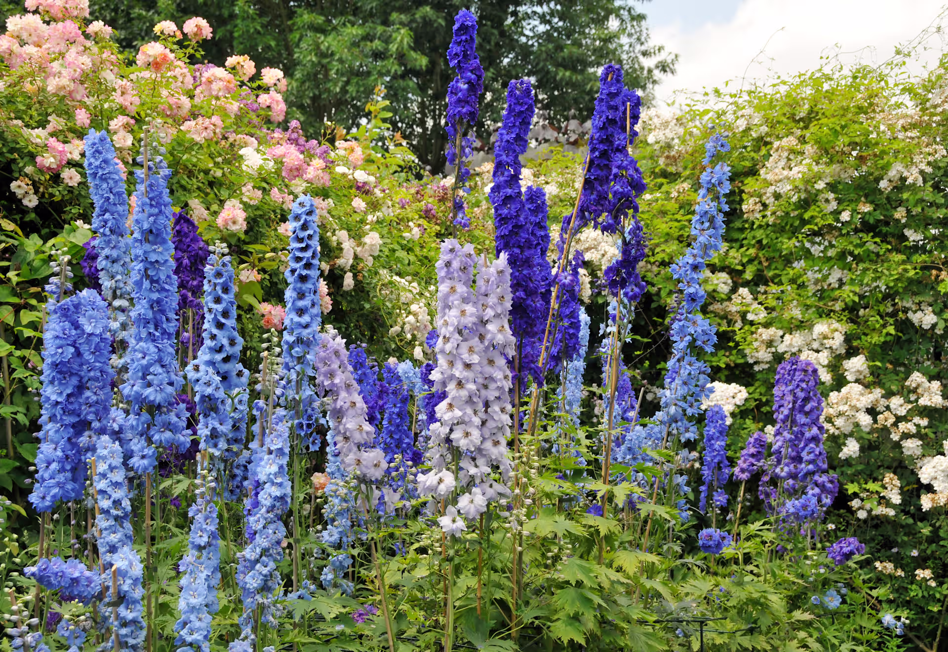 Ein lebendiger Garten voller großer, auffälliger blauer und violetter Ritterspornblüten, umgeben von üppigem Grün und rosa Blüten im Hintergrund. (Beschreibungstext KI-generiert)