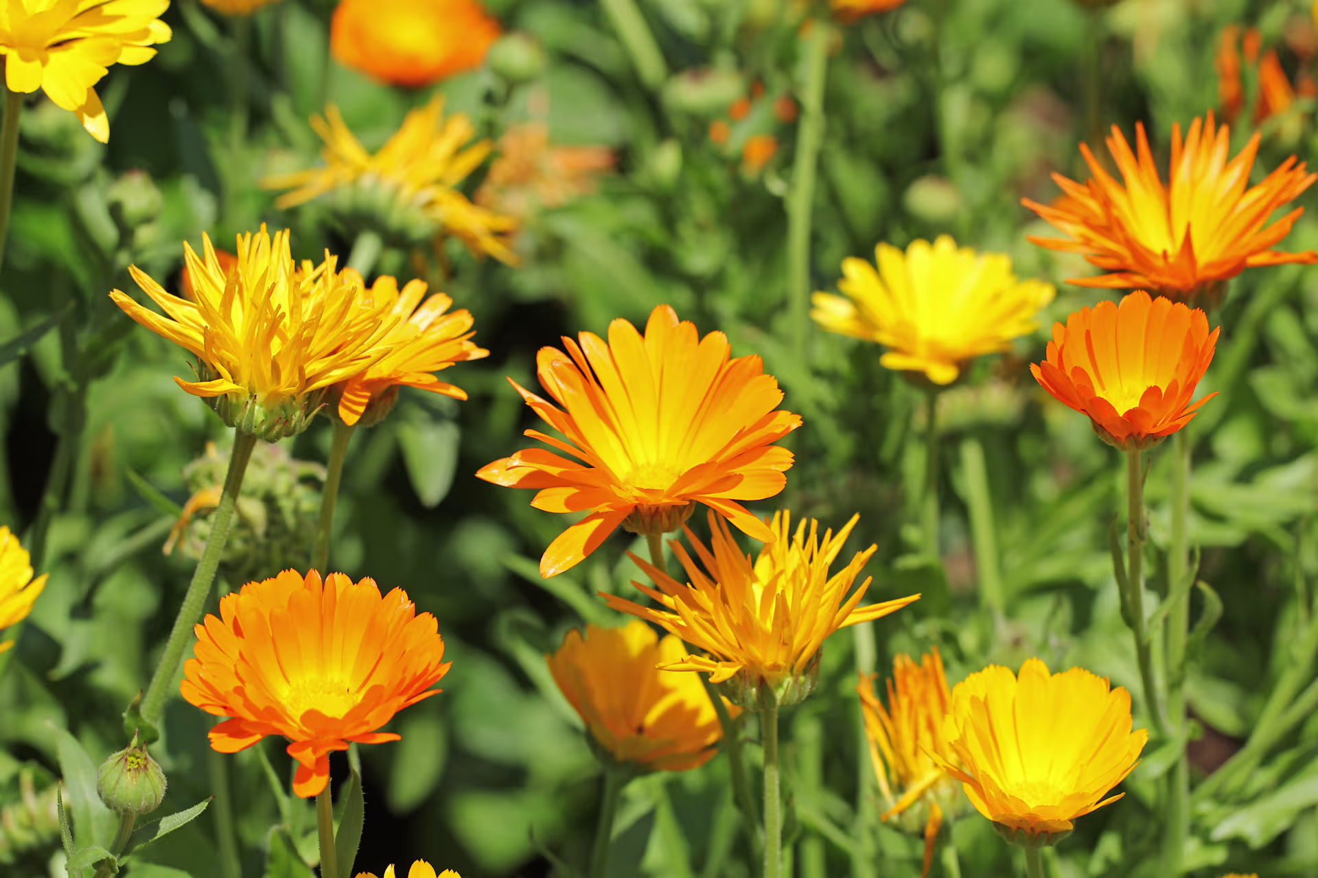 Ein leuchtendes Feld aus gelben und orangefarbenen Ringelblumen in voller Blüte, umgeben von üppigem grünem Laub. (Beschreibungstext KI-generiert)