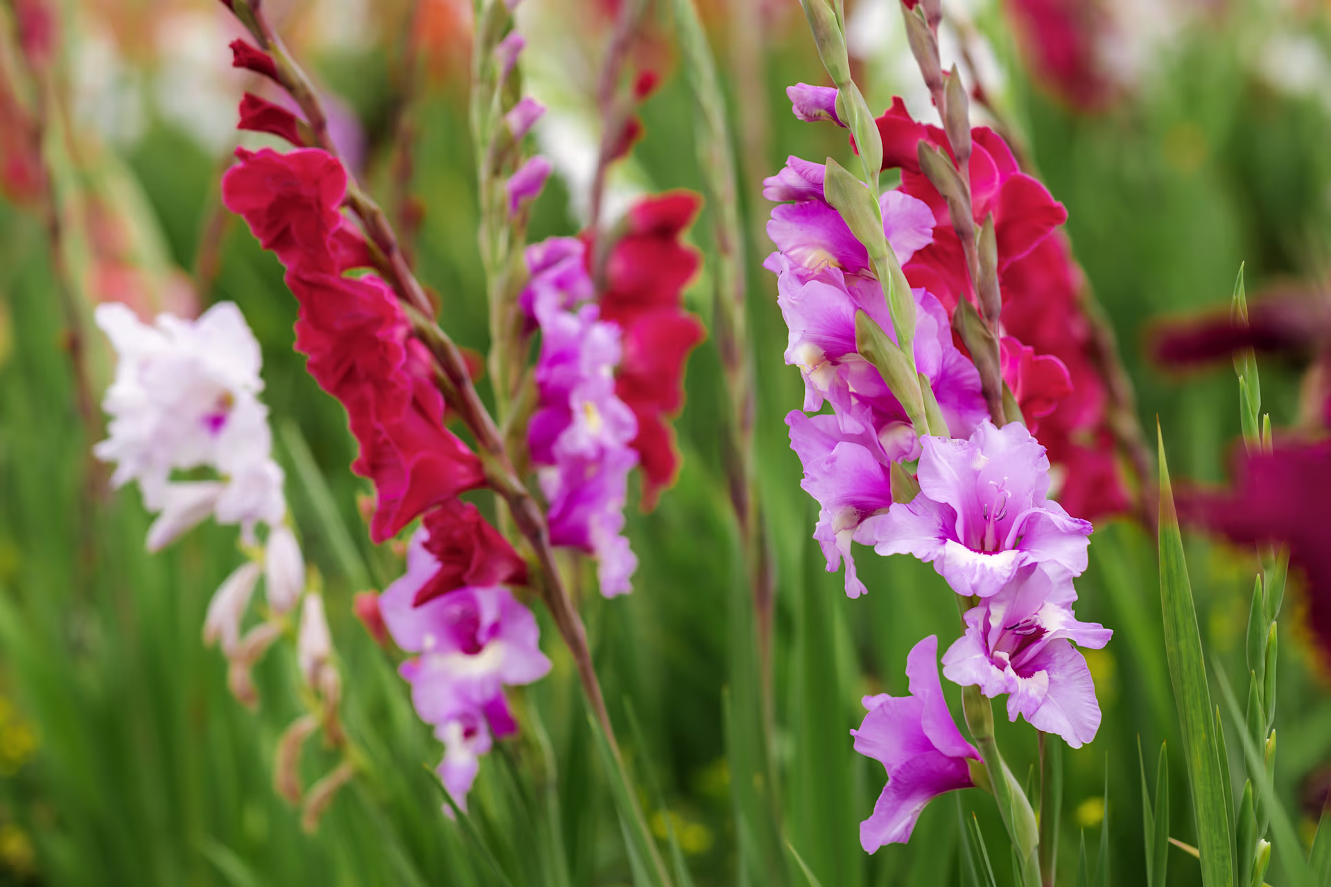 Leuchtend rote und violette Blumen ragen hoch über einem üppigen grünen Hintergrund empor und schaffen eine optisch beeindruckende und farbenfrohe Szene. (Beschreibungstext KI-generiert)