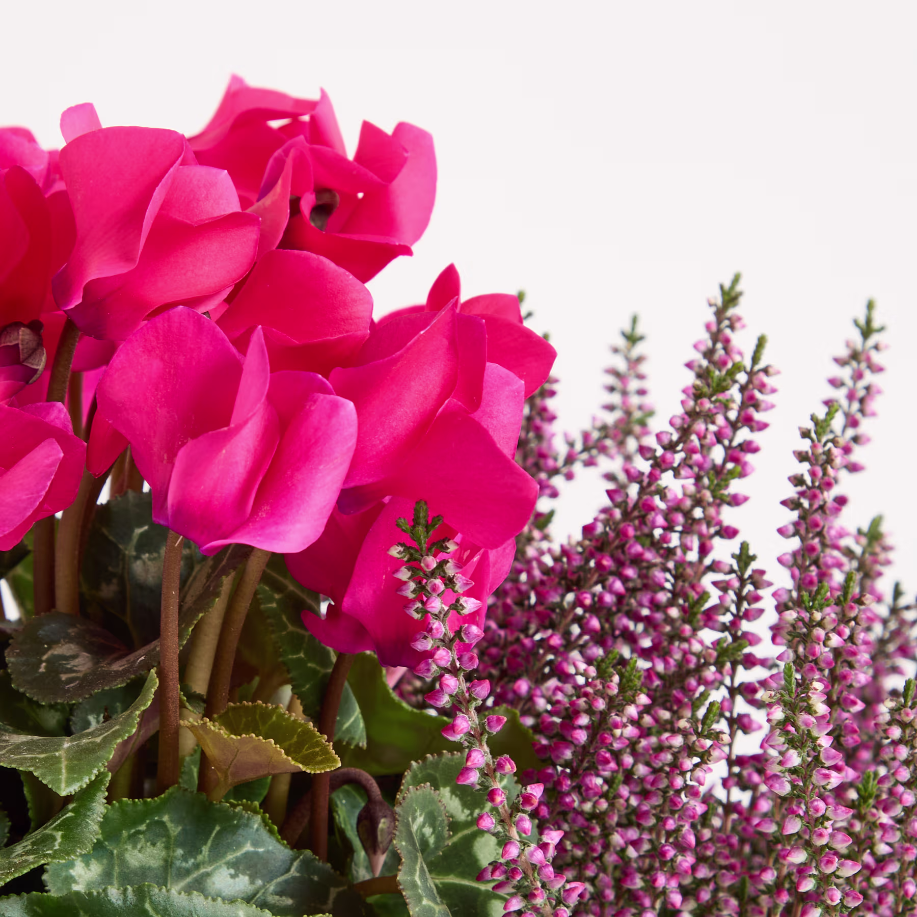 Leuchtend rosa Alpenveilchenblüten und violette Heidepflanzen in einem geflochtenen Korb vor einem schlichten Hintergrund. (Beschreibungstext KI-generiert)