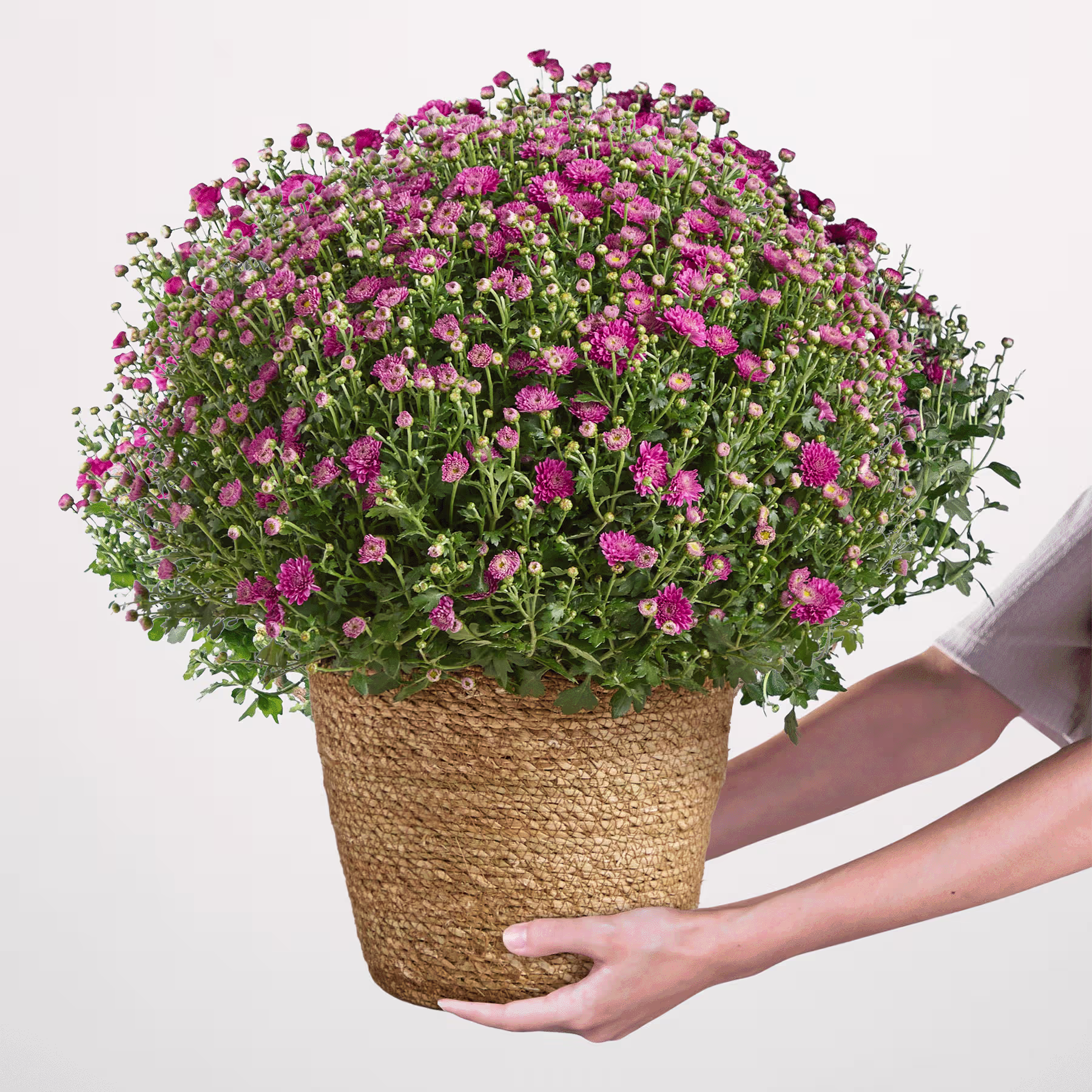 Eine lächelnde Person hält einen großen Strauß leuchtend rosa Blumen vor einem hellblauen Hintergrund. (Beschreibungstext KI-generiert)