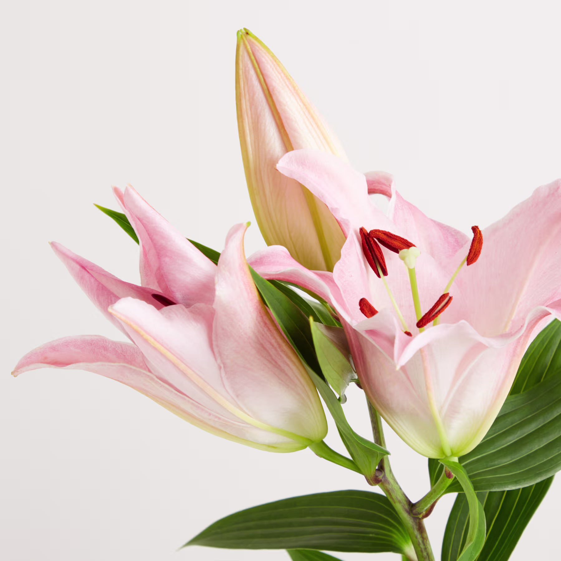 Zarte rosa und weiße Lilien mit leuchtend grünen Blättern vor einem schlichten weißen Hintergrund ergeben eine ruhige und elegante Blumenkomposition. (Beschreibungstext KI-generiert)