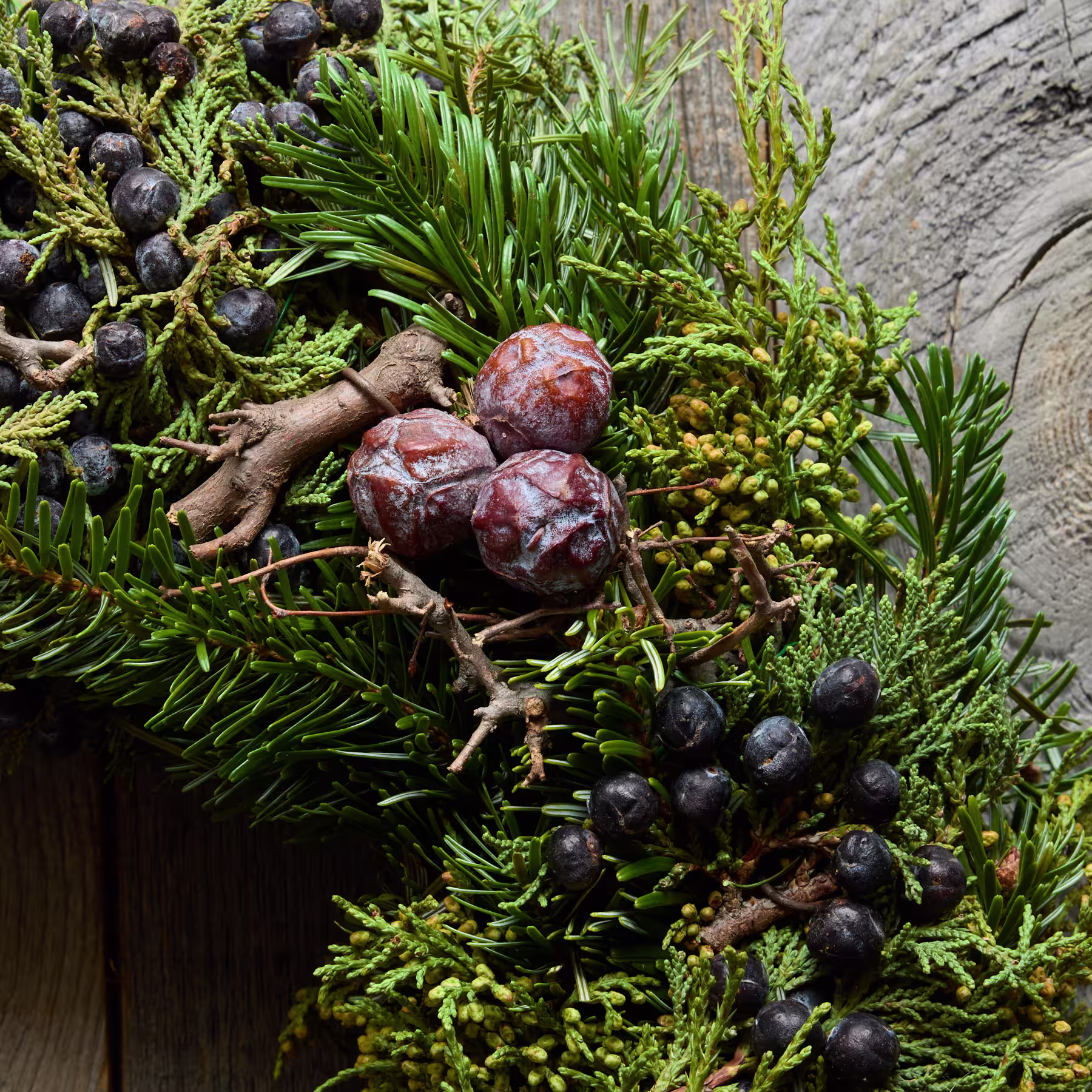 Das Bild zeigt eine lebendige Anordnung verschiedener natürlicher Elemente, darunter üppiges grünes Laub, Trauben dunkler Beeren und rotbraune Früchte, die zwischen der Vegetation eingebettet sind. (Beschreibungstext KI-generiert)