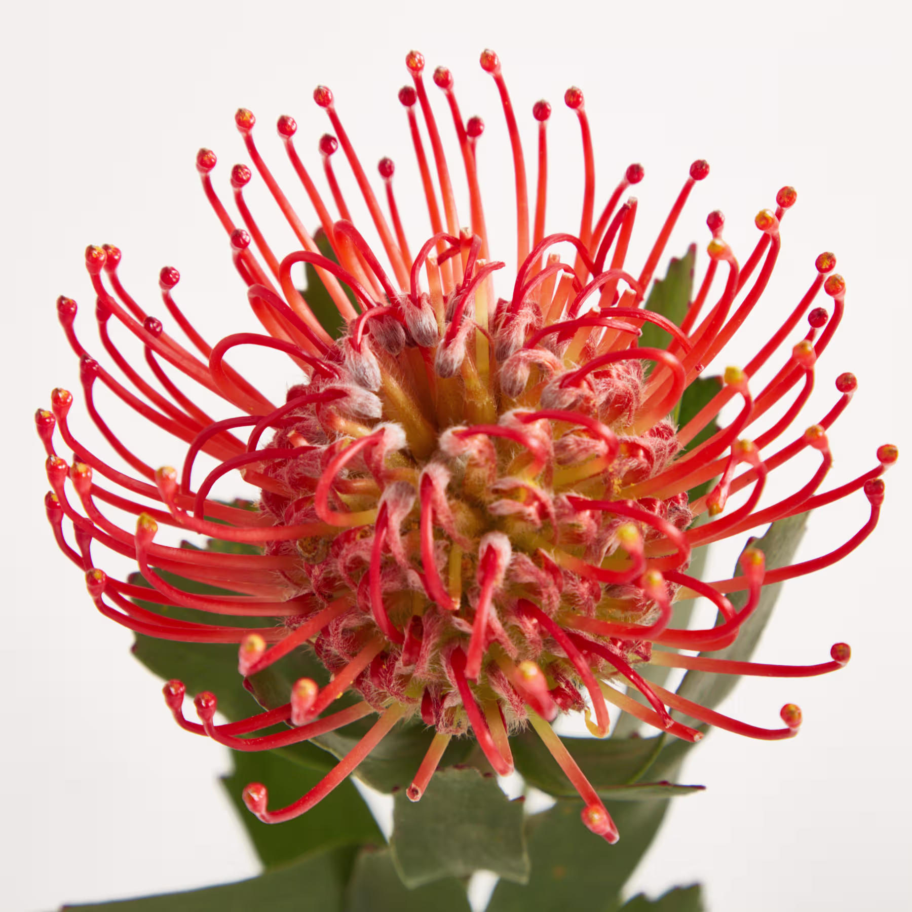 Eine weiße Keramikvase mit Spiralmuster hält einen Strauß leuchtend roter Protea-Blüten vor einem schlichten weißen Hintergrund. (Beschreibungstext KI-generiert)