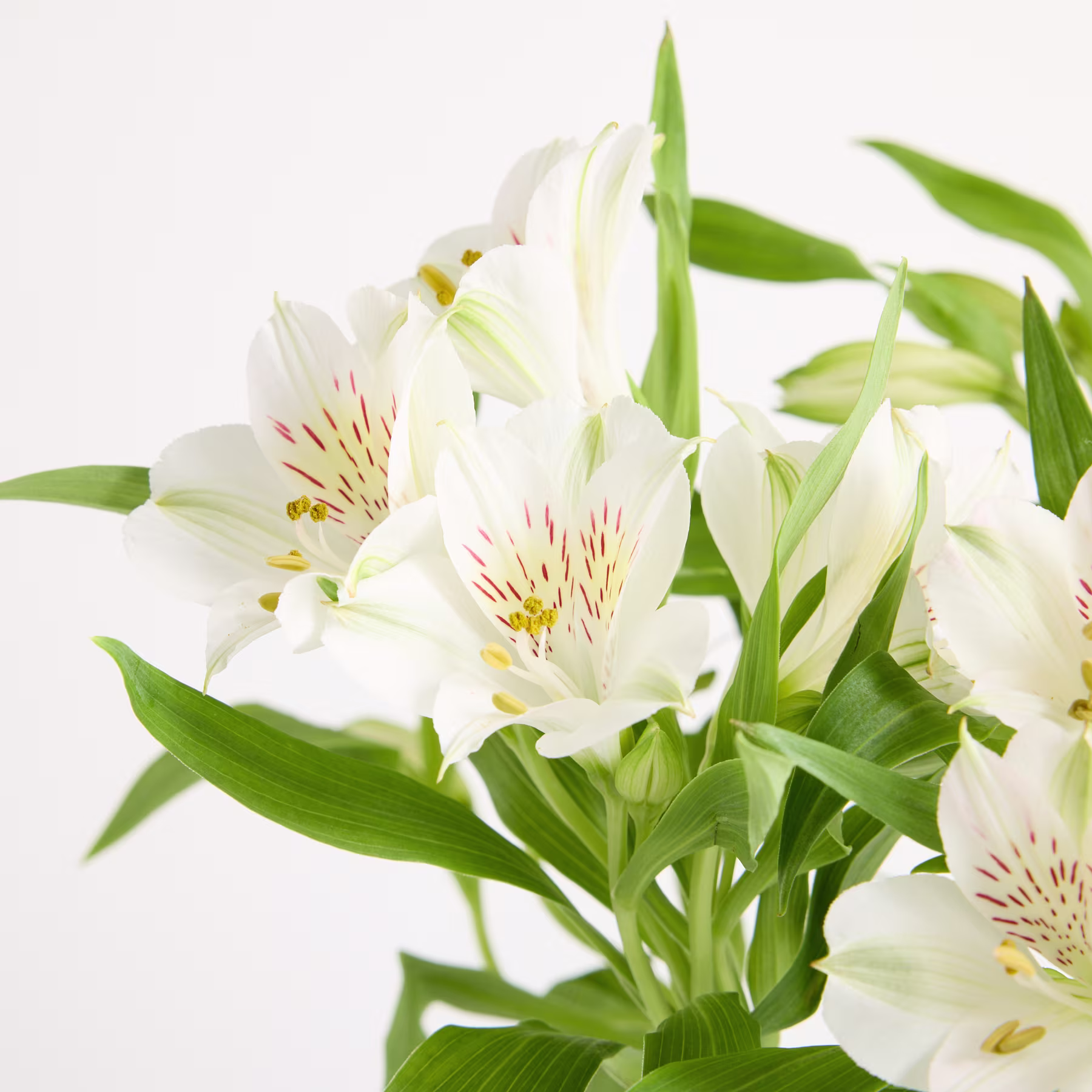 Eine durchsichtige Glasvase, gefüllt mit zarten weißen Blüten und üppigen grünen Blättern, steht auf einem schlichten weißen Hintergrund. (Beschreibungstext KI-generiert)