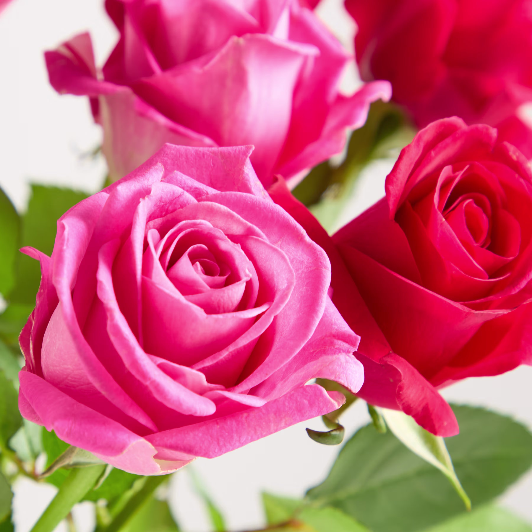 Ein Strauß leuchtend rosa Rosen in einer Glasvase steht vor einem schlichten weißen Hintergrund. (Beschreibungstext KI-generiert)