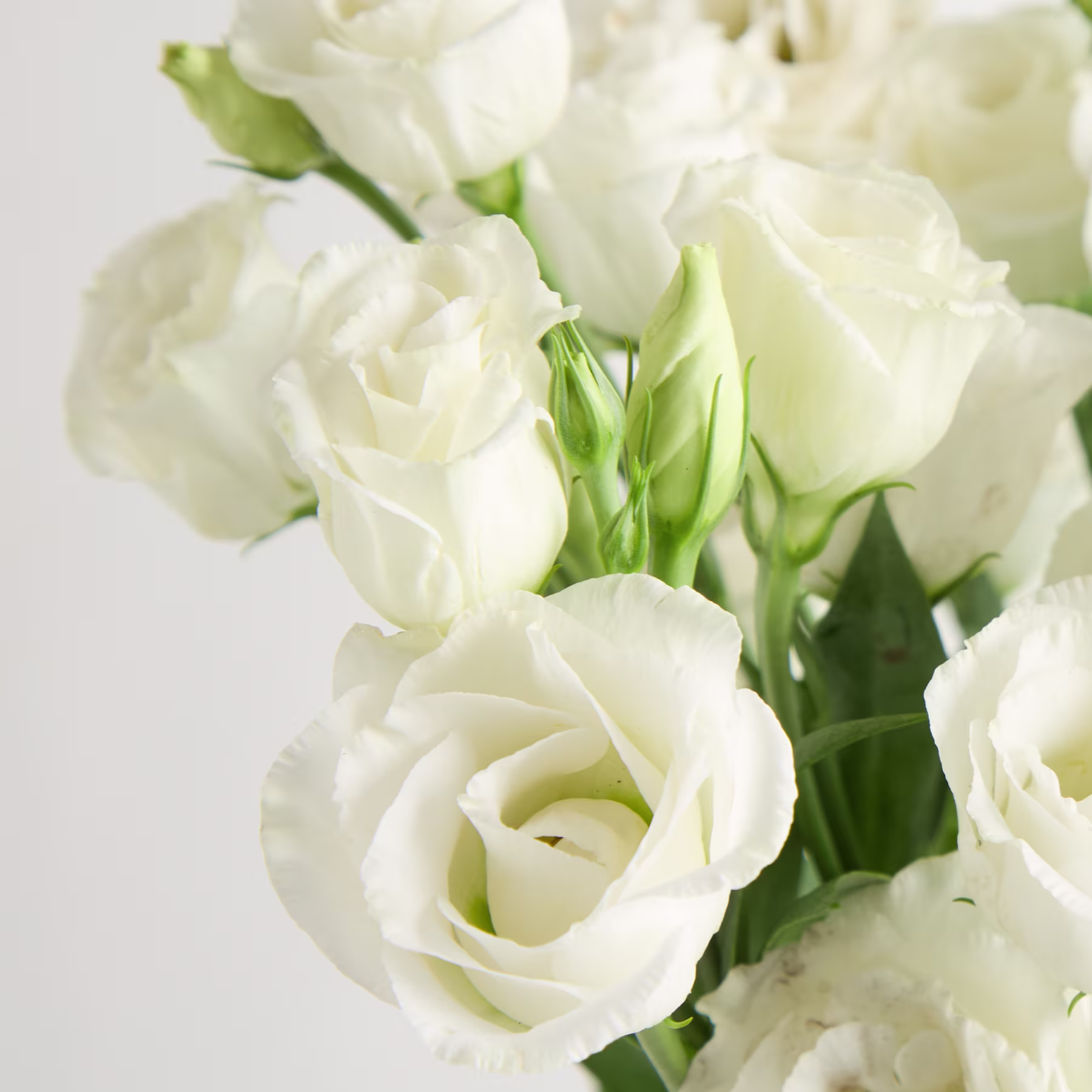 Ein Strauß zarter weißer Blumen in einer Glasvase steht vor einem schlichten weißen Hintergrund und schafft eine einfache und elegante Komposition. (Beschreibungstext KI-generiert)