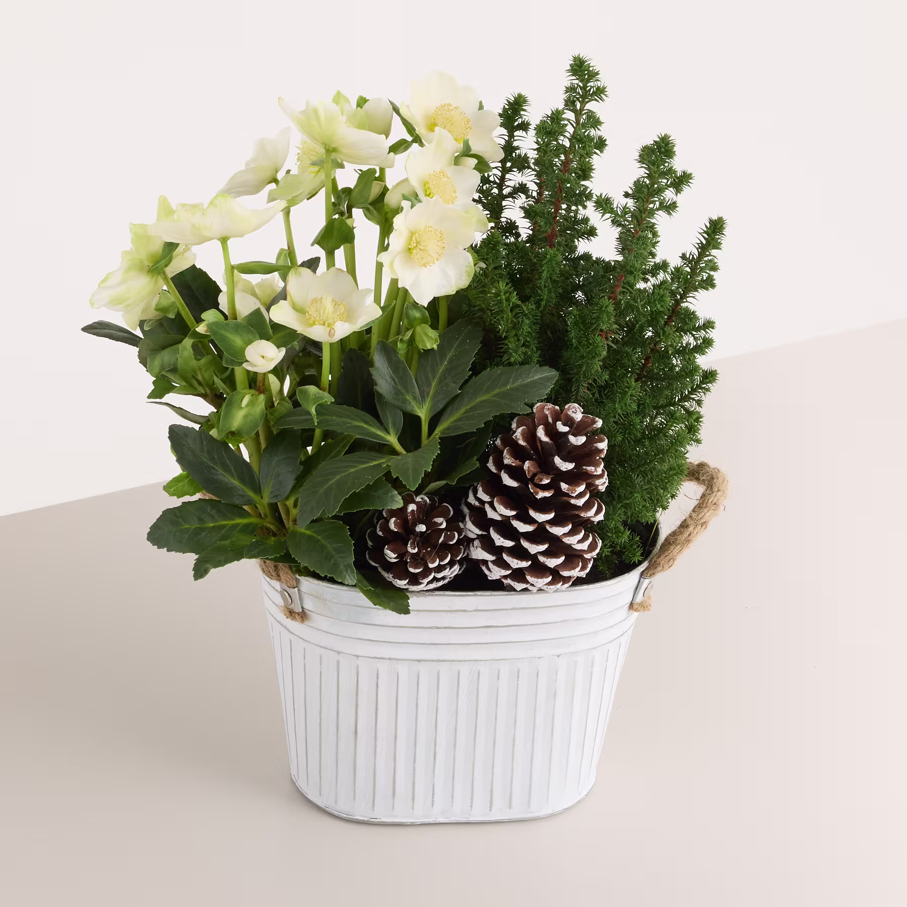 Ein weißer Keramik-Pflanzkübel, gefüllt mit einem farbenfrohen Arrangement aus gelben Blüten, immergrünem Laub und Tannenzapfen, vor einem schlichten Hintergrund. (Beschreibungstext KI-generiert)