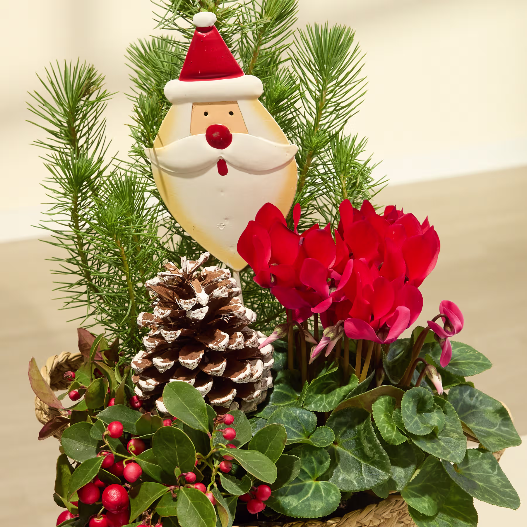 Ein festliches Arrangement mit einer Weihnachtsmannfigur, Kiefernzweigen, Tannenzapfen, roten Alpenveilchenblüten und anderen weihnachtlichen Dekorationselementen. (Beschreibungstext KI-generiert)