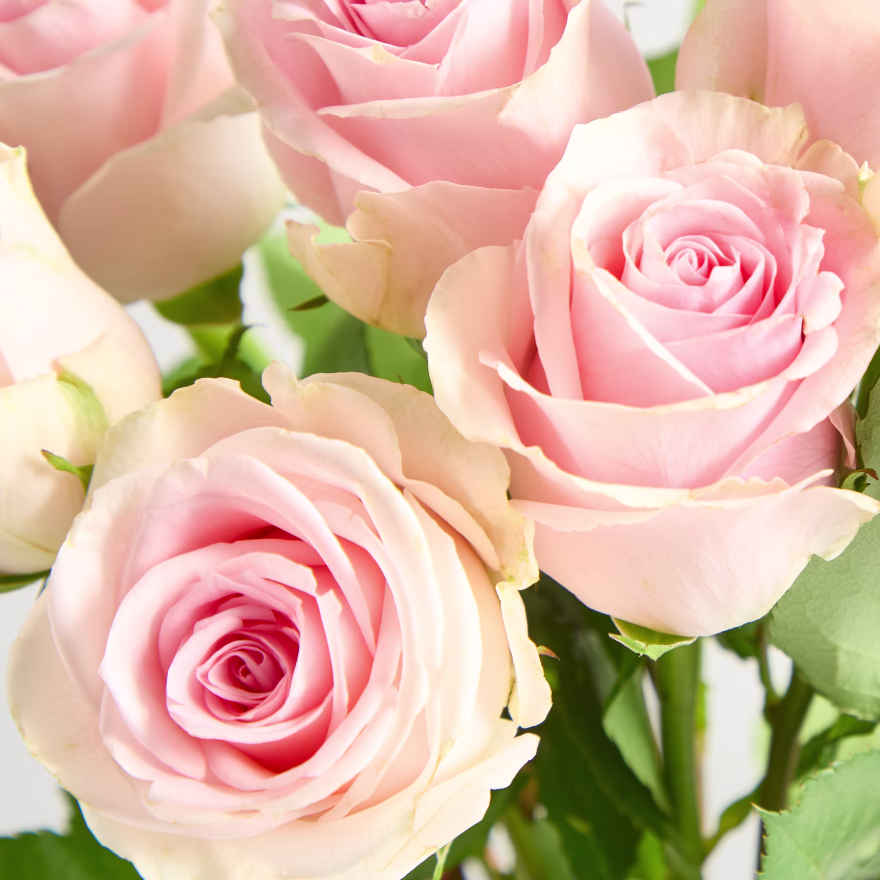 Zarte rosa und cremefarbene Rosen mit üppigen Blütenblättern und leuchtend grünem Laub füllen das Bild und schaffen ein ruhiges und wunderschönes Blumenarrangement. (Beschreibungstext KI-generiert)