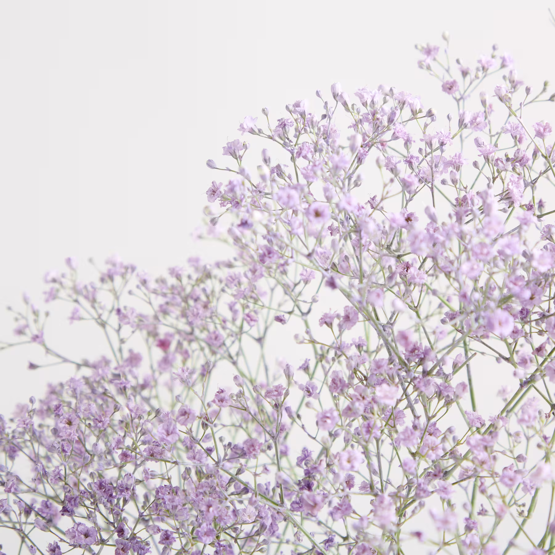 Das Bild zeigt eine Ansammlung zarter, violett gefärbter Blüten mit schlanken Stielen vor einem schlichten, weißen Hintergrund. (Beschreibungstext KI-generiert)