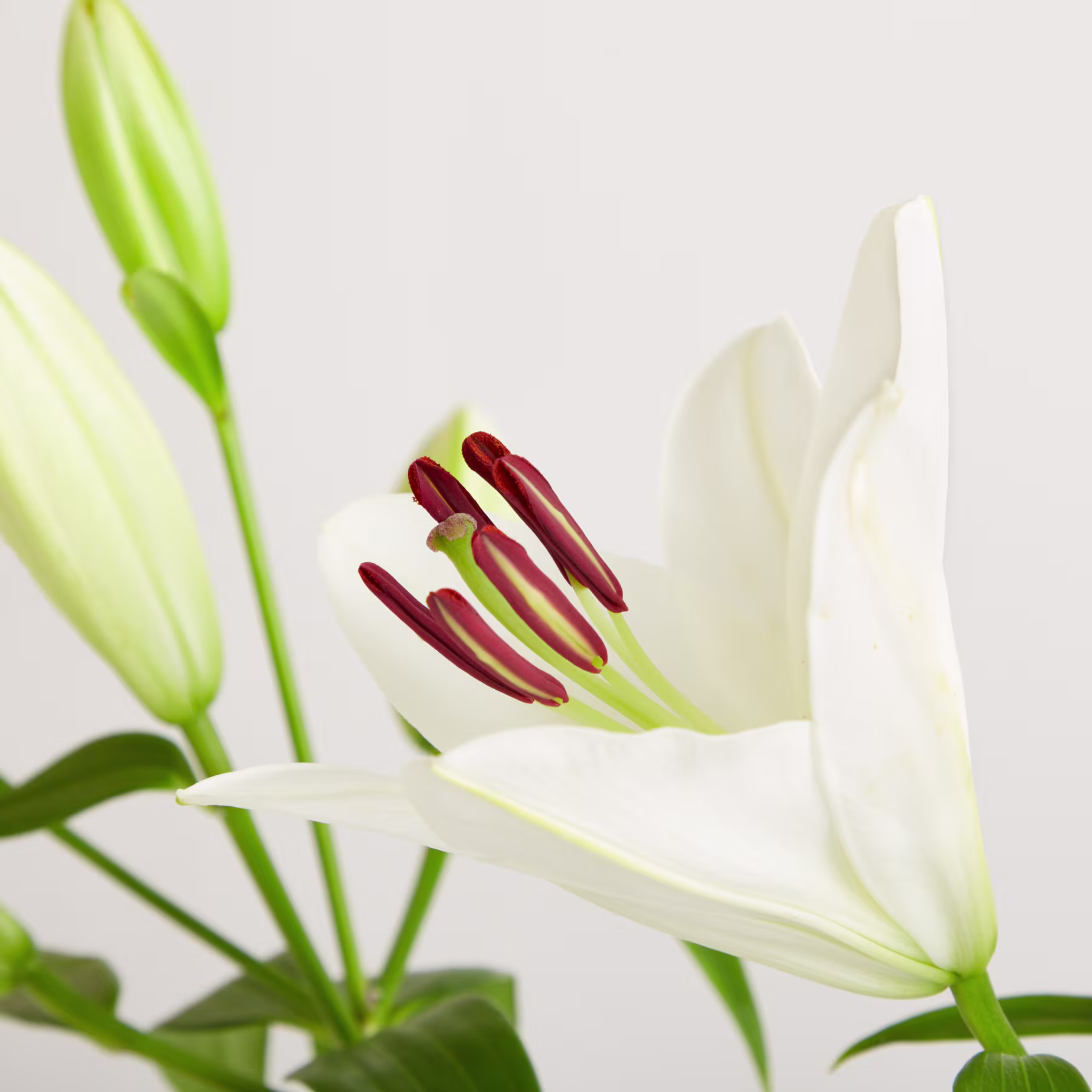Nahaufnahme einer weißen Lilienblüte mit ihren leuchtend roten Staubgefäßen und grünen Blättern vor einem schlichten Hintergrund. (Beschreibungstext KI-generiert)