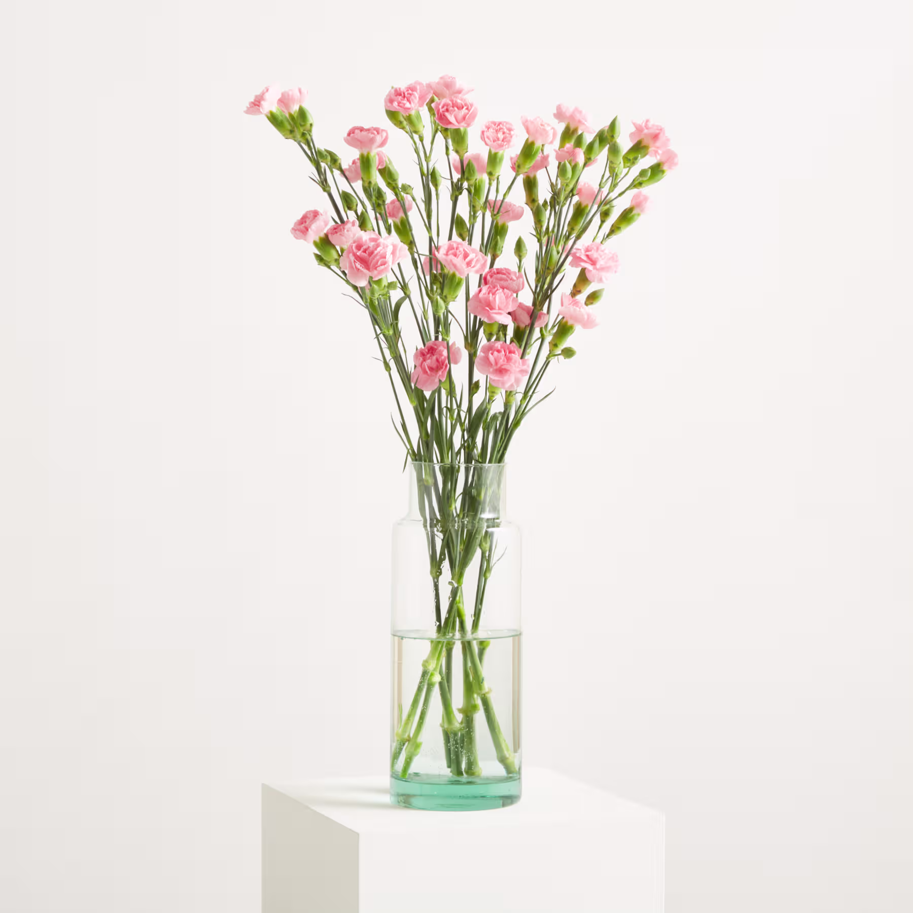 Zarte rosa Nelkenblüten mit grünen Stielen und Knospen vor einem schlichten weißen Hintergrund. (Beschreibungstext KI-generiert)