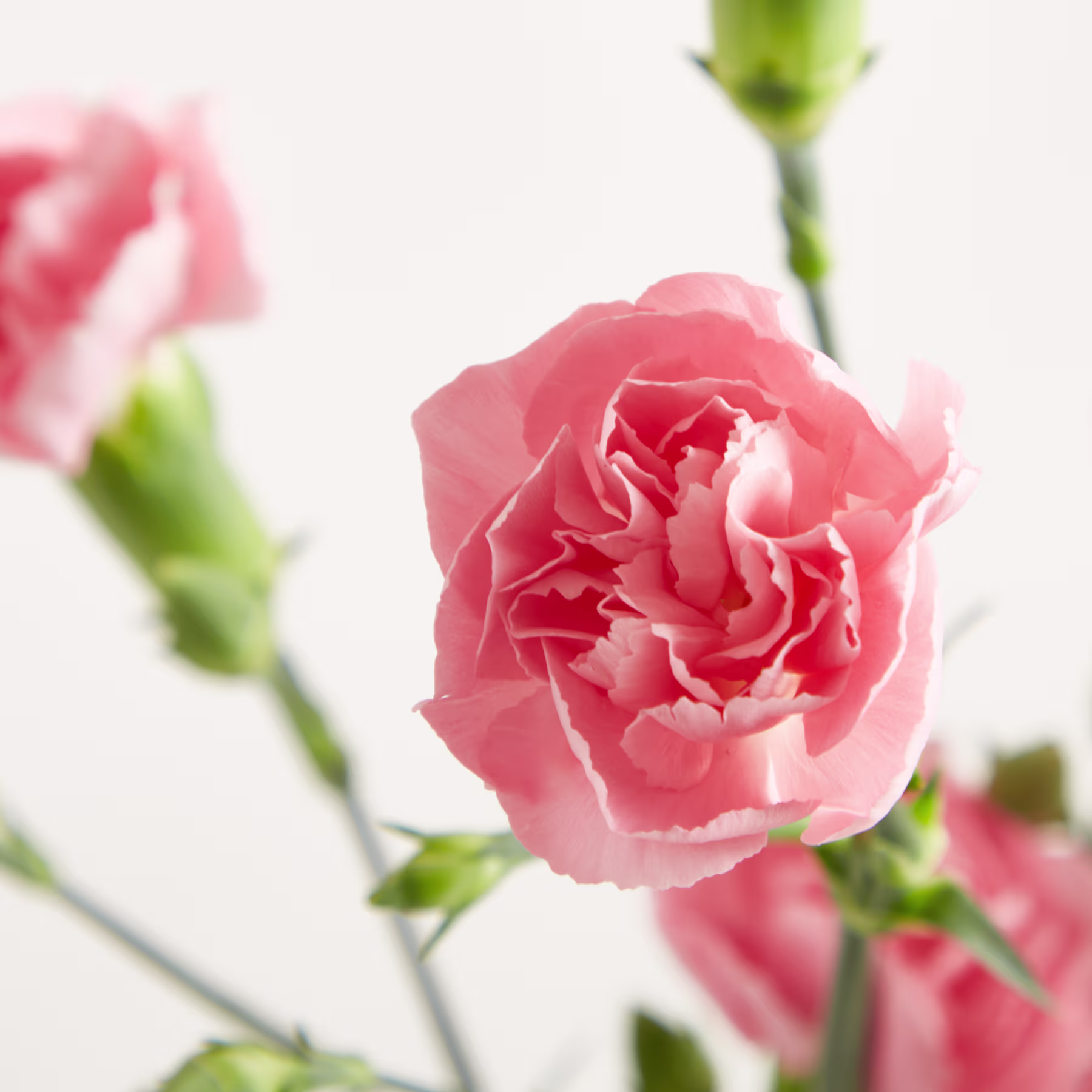Zarte rosa Nelkenblüten mit üppigen grünen Stielen und Knospen vor einem schlichten weißen Hintergrund. (Beschreibungstext KI-generiert)