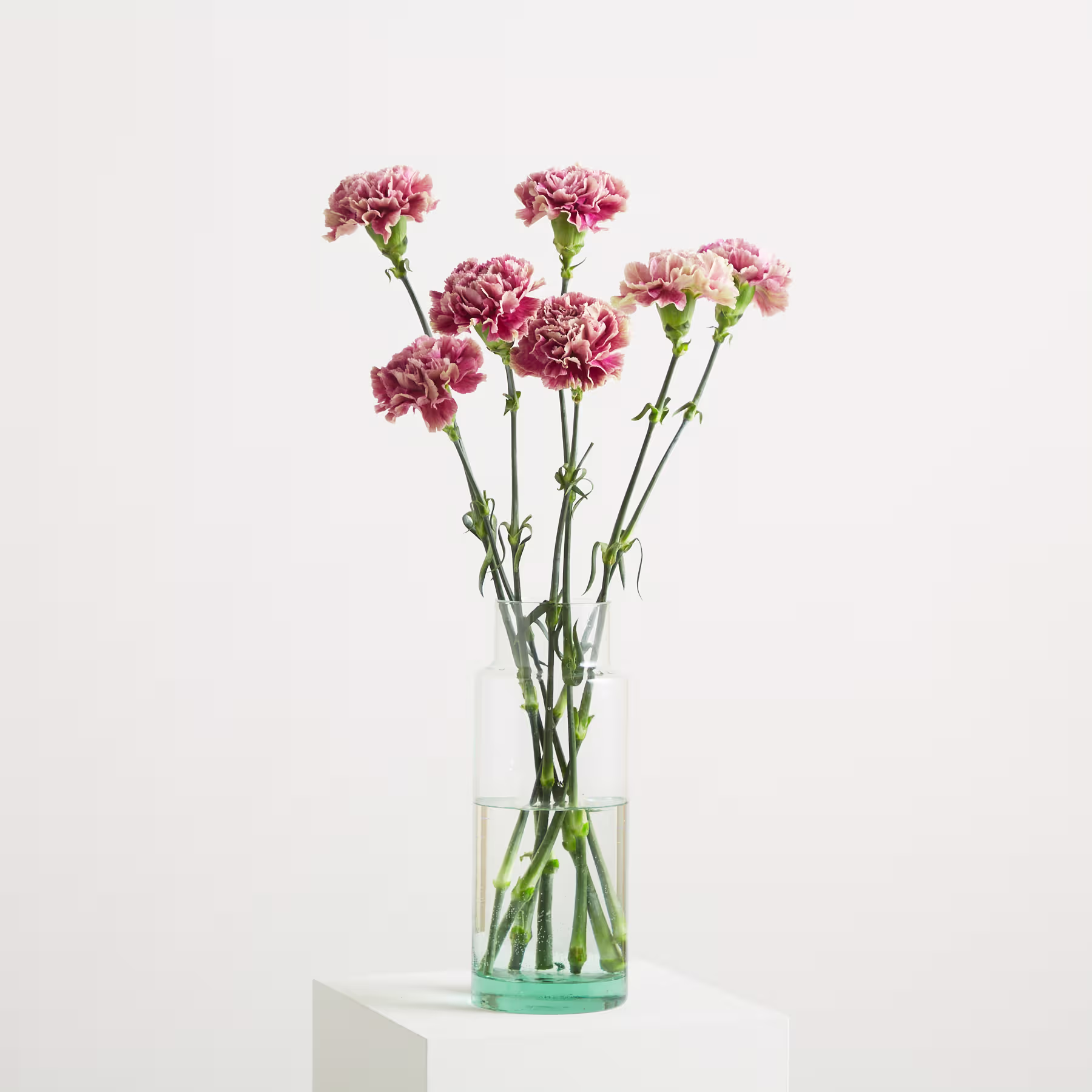 Eine leuchtend rosa Nelkenblüte mit zarten, gekräuselten Blütenblättern hebt sich von einem schlichten, hellen Hintergrund ab. (Beschreibungstext KI-generiert)