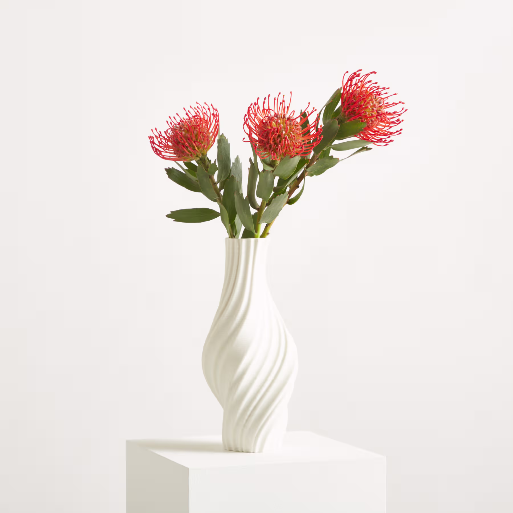 Eine leuchtend rot-orange Blume mit langen, dünnen Blütenblättern wächst aus einem grünen, belaubten Stiel vor einem schlichten, weißen Hintergrund. (Beschreibungstext KI-generiert)