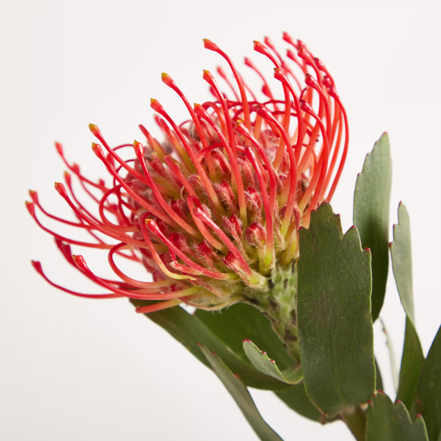 Eine leuchtend rot-orange Blume mit komplizierten, stacheligen Blütenblättern hebt sich von einem schlichten weißen Hintergrund ab. (Beschreibungstext KI-generiert)