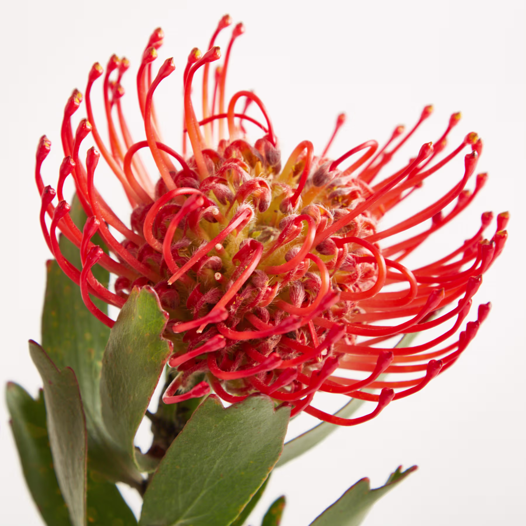 Eine leuchtende, rot-orange Blume mit langen, dünnen Blütenblättern und einer markanten Mitte füllt den Rahmen vor einem schlichten weißen Hintergrund. (Beschreibungstext KI-generiert)