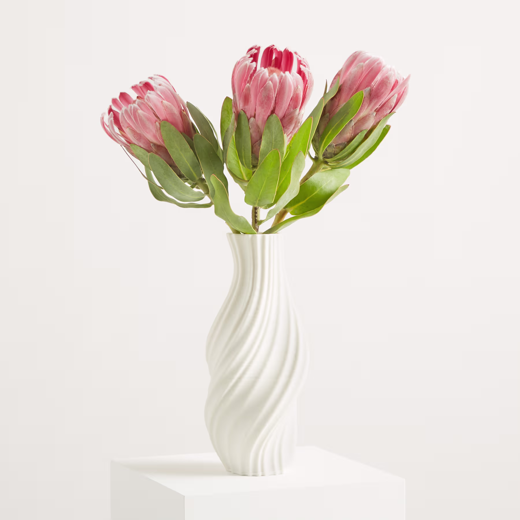 Ein Strauß leuchtend pinkfarbener Proteablüten steht elegant in einer weißen, geschwungenen Vase vor einem schlichten weißen Hintergrund. (Beschreibungstext KI-generiert)