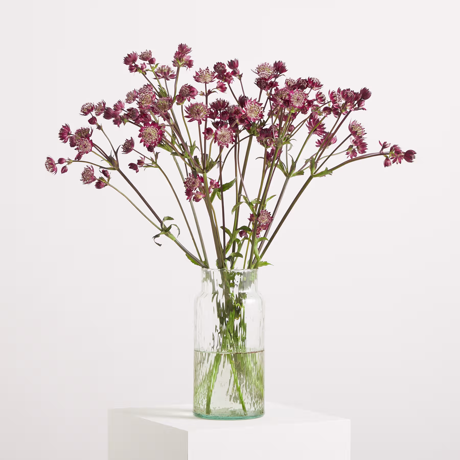 Kräftige, burgunderfarbene Blumen mit kunstvollen Blütenblättern und Blütenmitten blühen vor einem schlichten Hintergrund und schaffen eine eindrucksvolle und optisch fesselnde Szene. (Beschreibungstext KI-generiert)