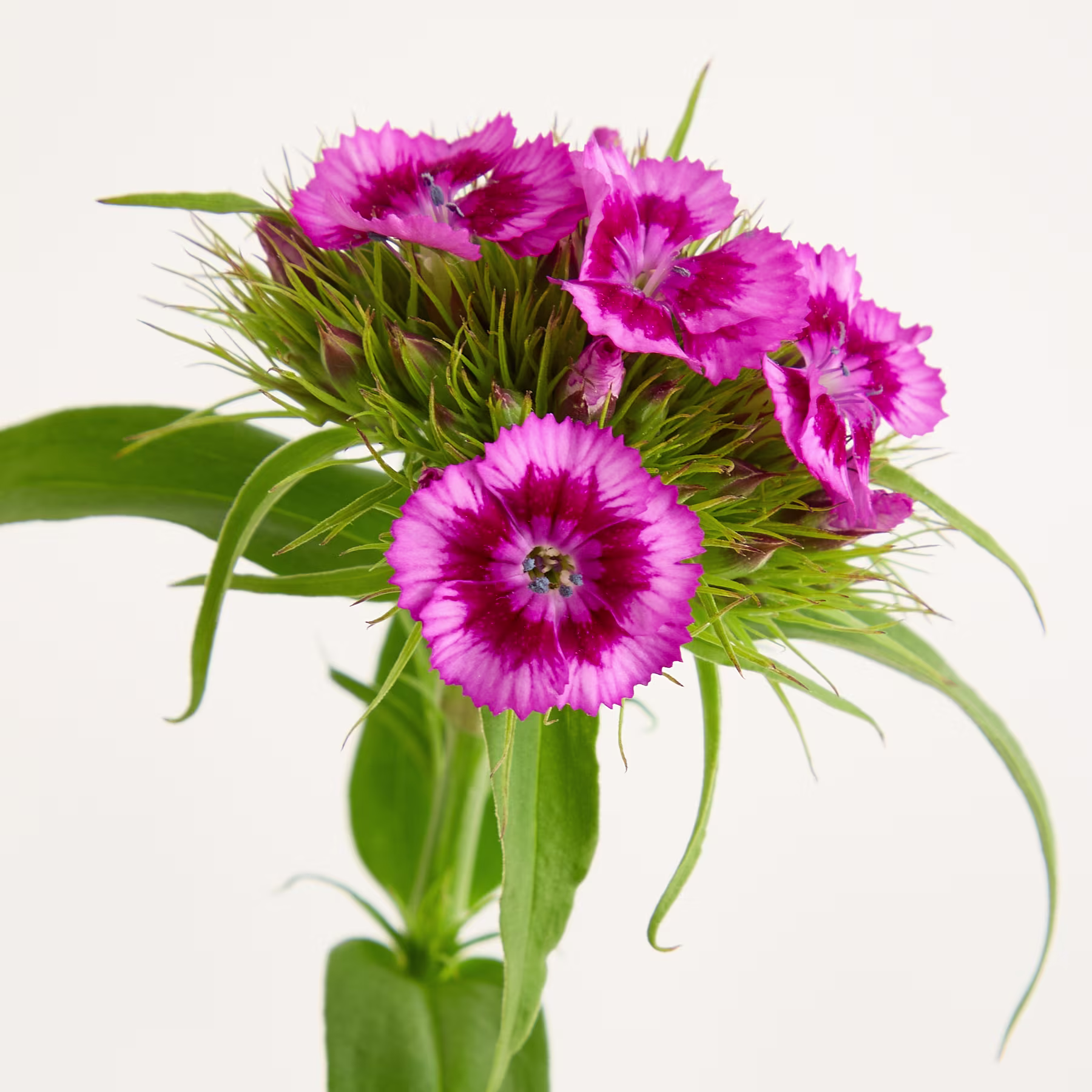 Ein leuchtender Strauß rosa Nelkenblüten mit üppigem grünem Laub hebt sich von einem schlichten weißen Hintergrund ab. (Beschreibungstext KI-generiert)