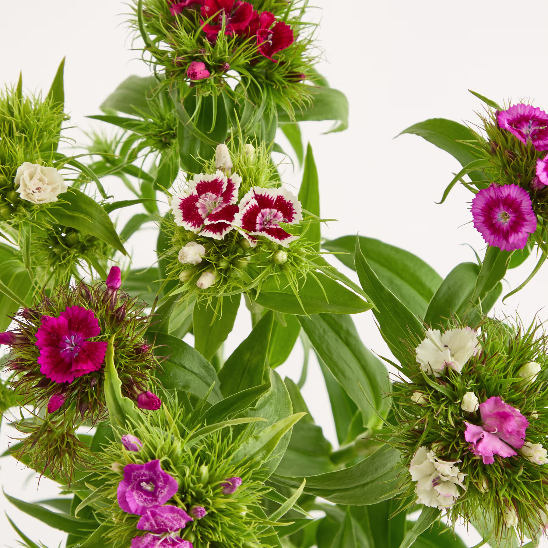 Ein leuchtender Strauß roter, rosa und weißer Blüten, umgeben von üppigem grünem Laub vor schlichtem weißen Hintergrund. (Beschreibungstext KI-generiert)