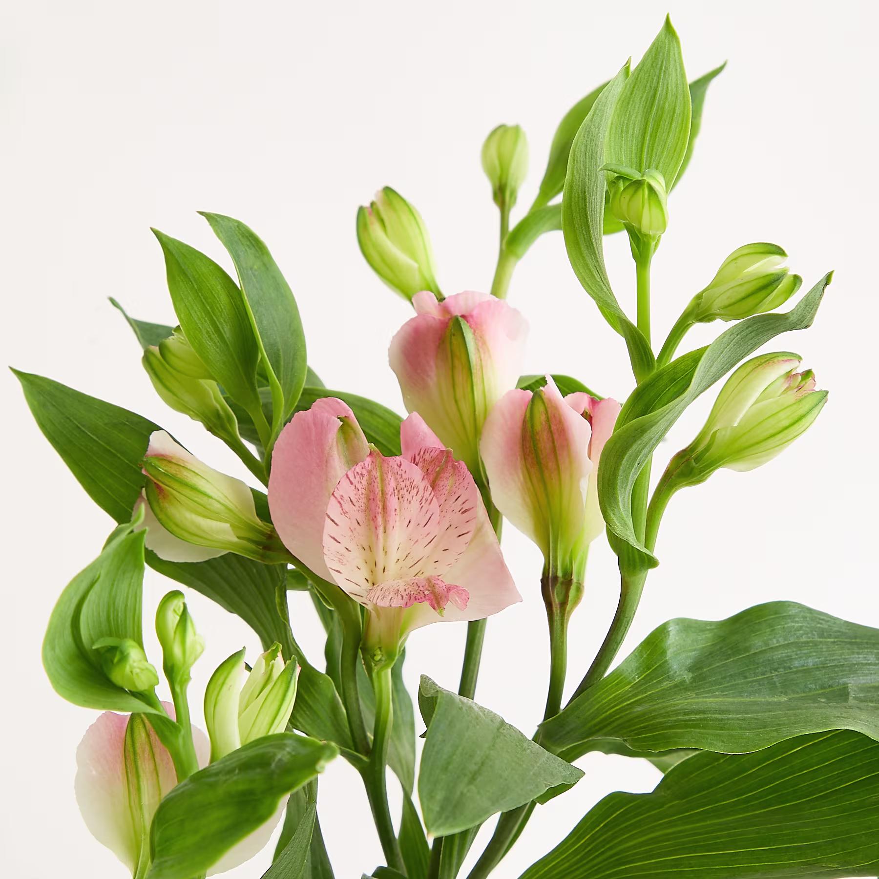 Ein leuchtender Strauß rosa und grüner Alstroemerien vor schlichtem weißen Hintergrund, der ihre zarten Blütenblätter und ihr üppiges Laub zur Geltung bringt. (Beschreibungstext KI-generiert)