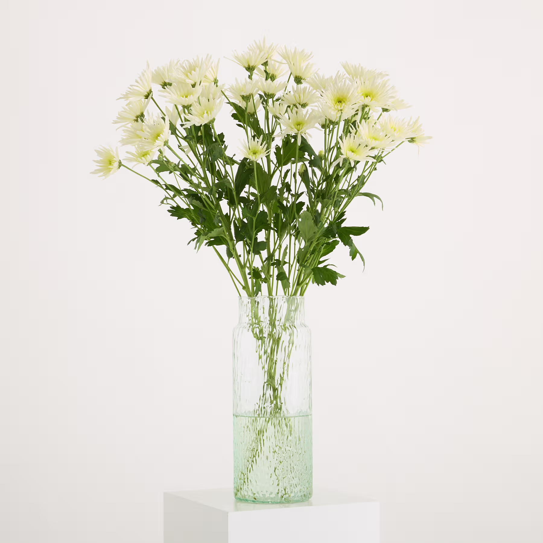 Ein Strauß zarter weißer Chrysanthemenblüten, arrangiert in einer Glasvase vor einem schlichten weißen Hintergrund. (Beschreibungstext KI-generiert)