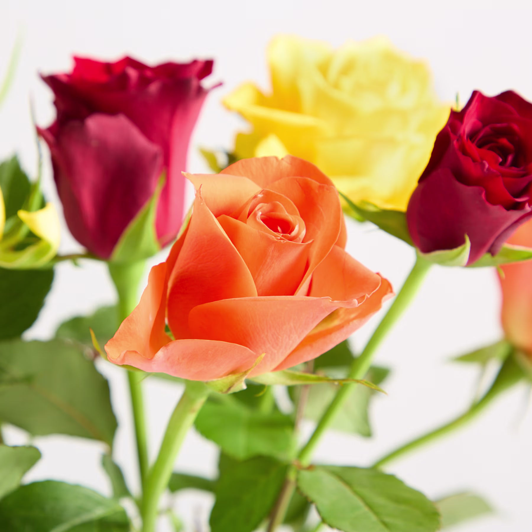 Ein Strauß leuchtender Rosen in verschiedenen Rot-, Gelb- und Orangetönen wird in einer Glasvase vor einem schlichten weißen Hintergrund präsentiert. (Beschreibungstext KI-generiert)