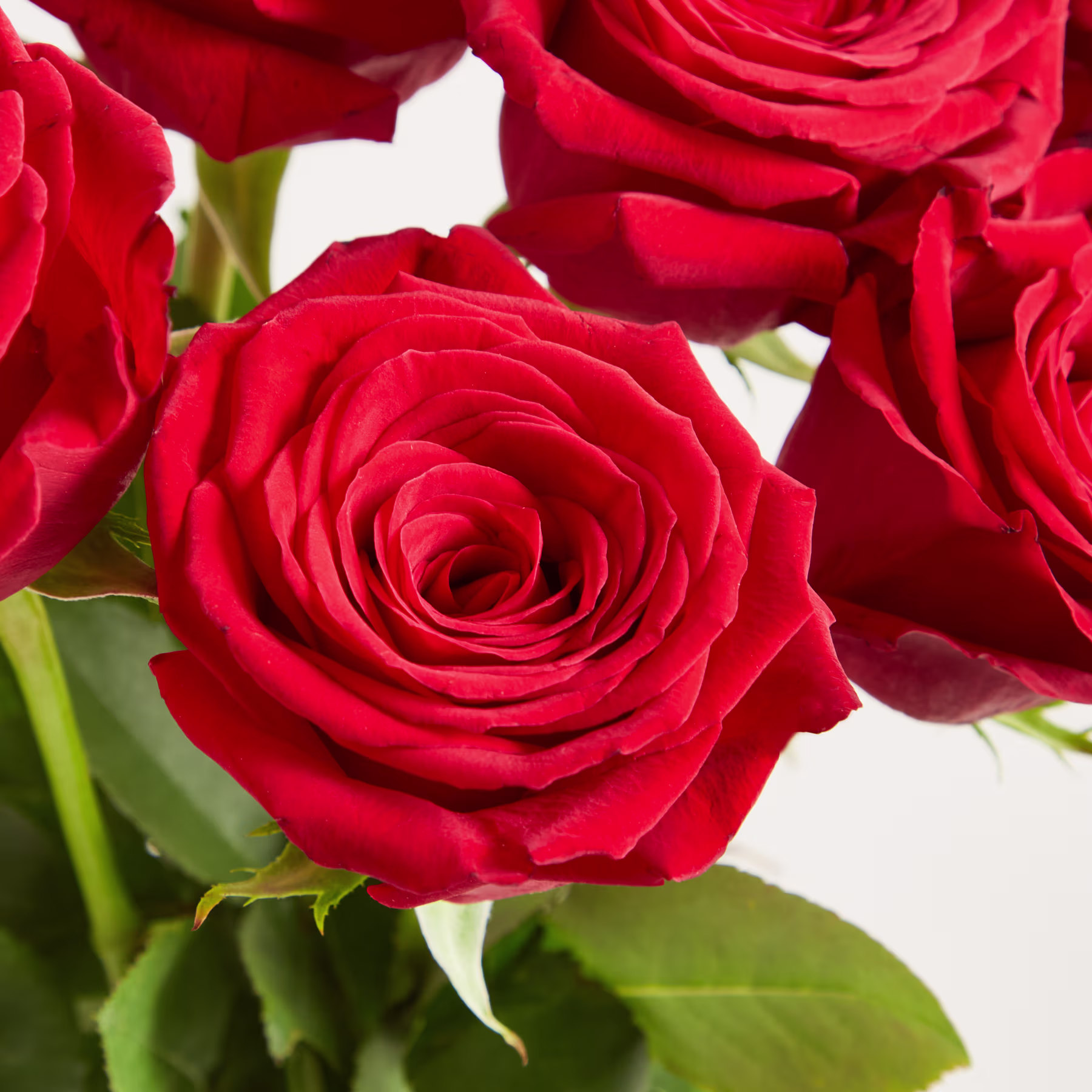 Leuchtend rote Rosen mit üppigen Blütenblättern und grünem Laub füllen den Rahmen und schaffen ein bezauberndes Blumenarrangement. (Beschreibungstext KI-generiert)