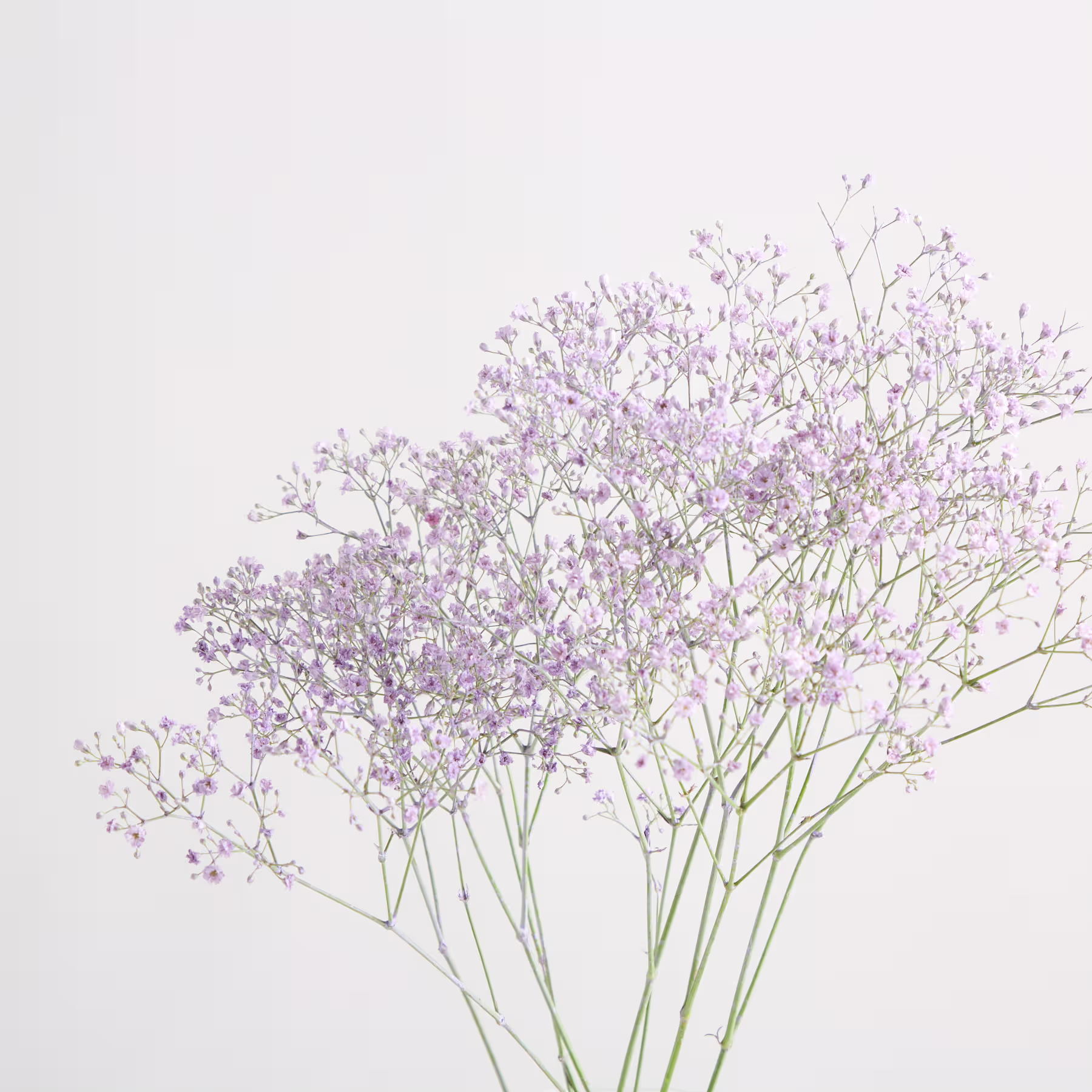Eine klare Glasvase mit zarten violetten Blumen steht auf einer weißen Fläche vor einem schlichten Hintergrund. (Beschreibungstext KI-generiert)