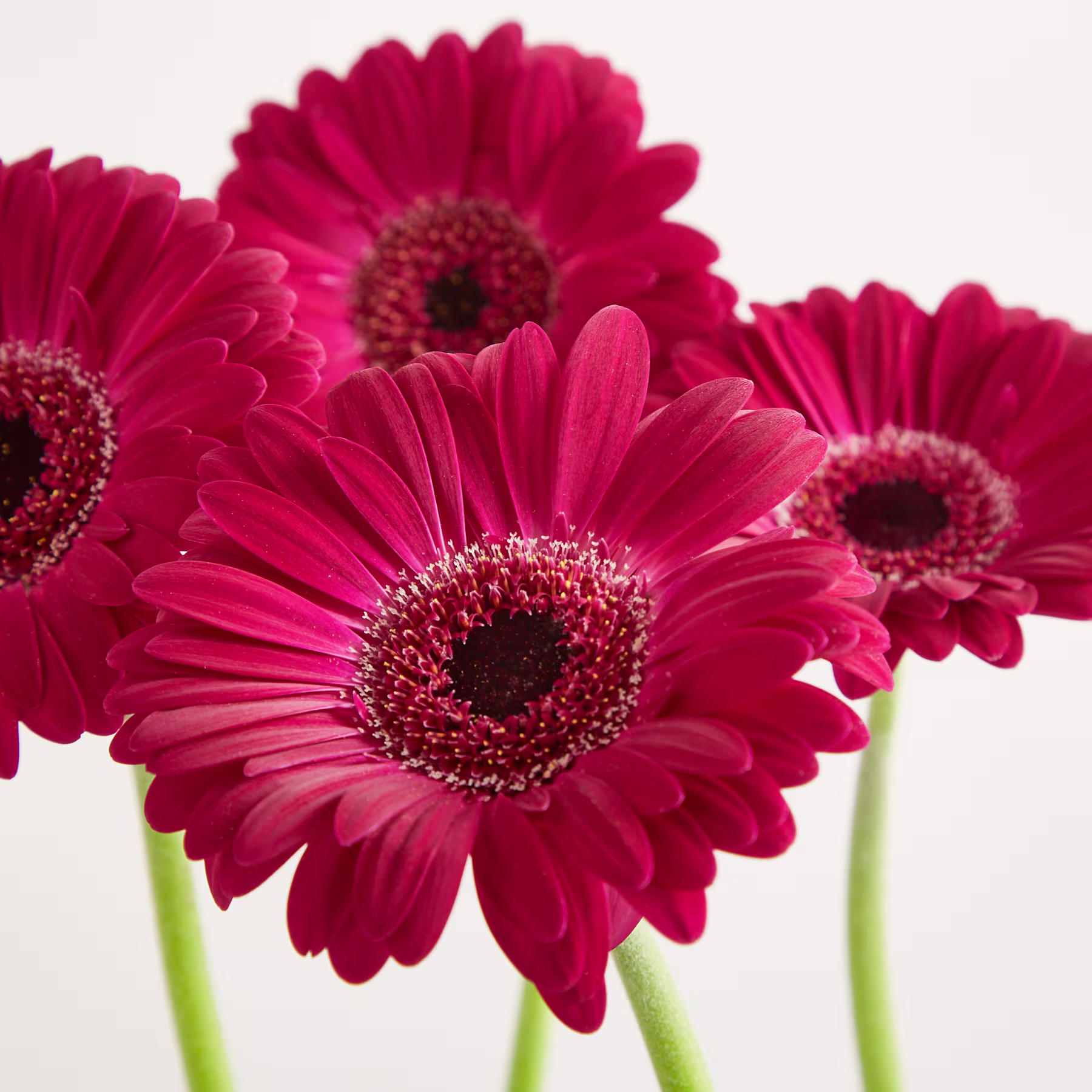Ein Strauß leuchtender, tiefroter Gerbera-Gänseblümchen mit üppigen grünen Stielen vor einem schlichten weißen Hintergrund. (Beschreibungstext KI-generiert)