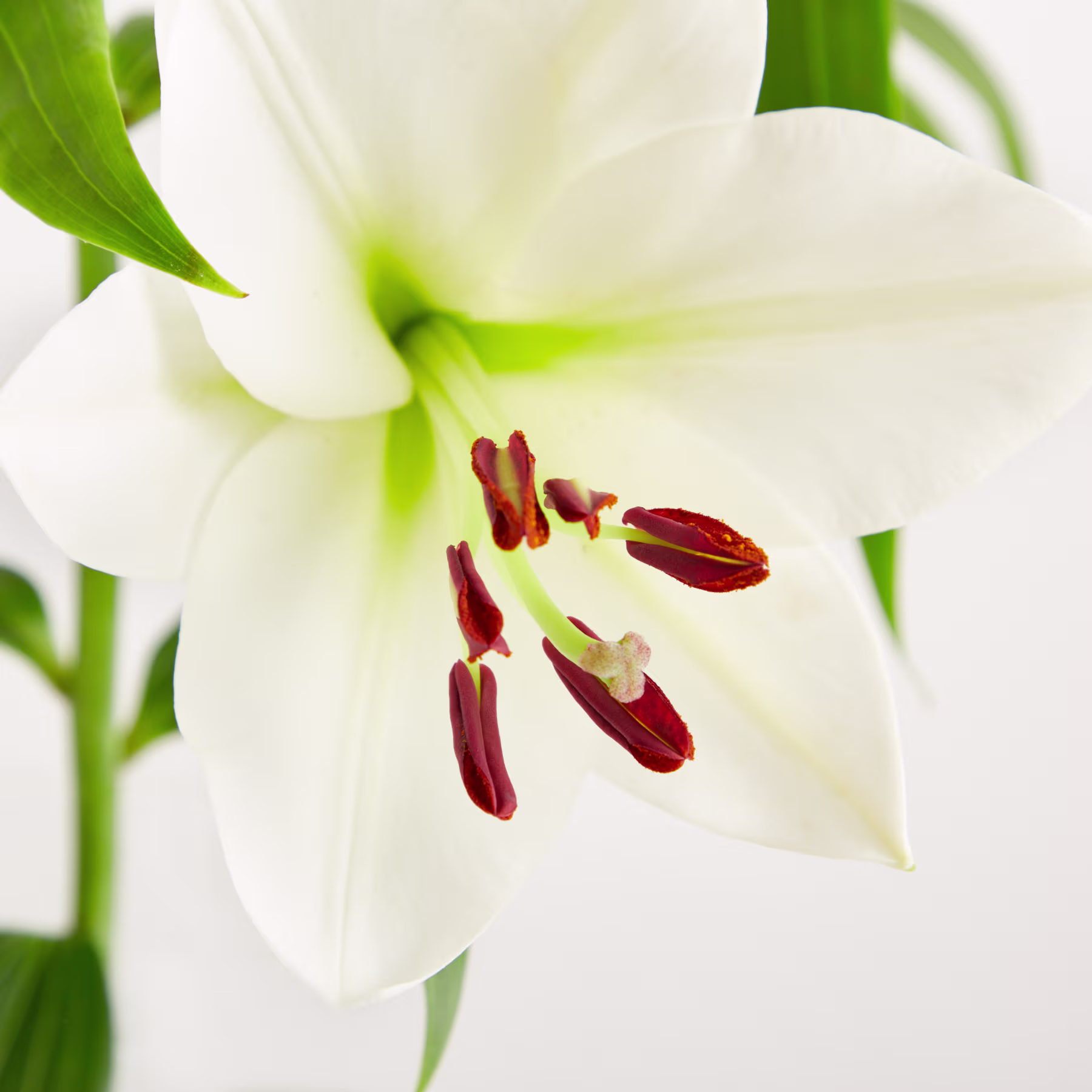 Nahaufnahme einer wunderschönen weißen Lilienblüte mit leuchtend roten Staubgefäßen und grünen Blättern vor verschwommenem Hintergrund. (Beschreibungstext KI-generiert)