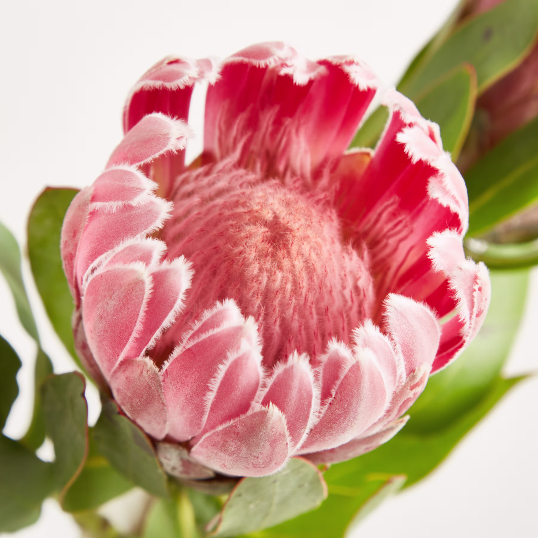 Eine Vase mit mehreren leuchtend rosa Protea-Blüten steht vor einem schlichten weißen Hintergrund und schafft so eine einfache, aber eindrucksvolle visuelle Komposition. (Beschreibungstext KI-generiert)