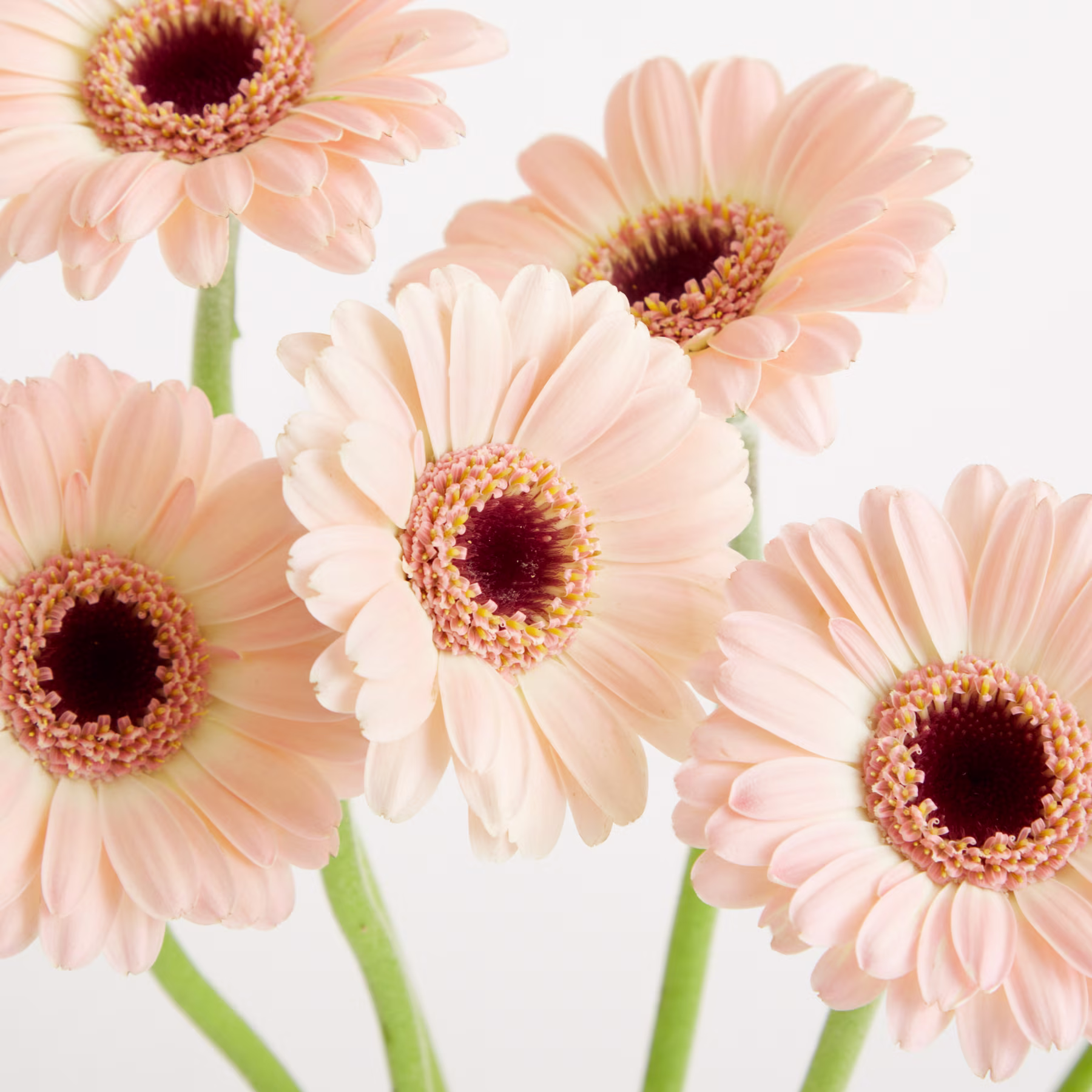 Zarte, pfirsichfarbene Gerbera-Gänseblümchen mit leuchtenden Blütenzentren füllen das Bild vor einem schlichten weißen Hintergrund. (Beschreibungstext KI-generiert)