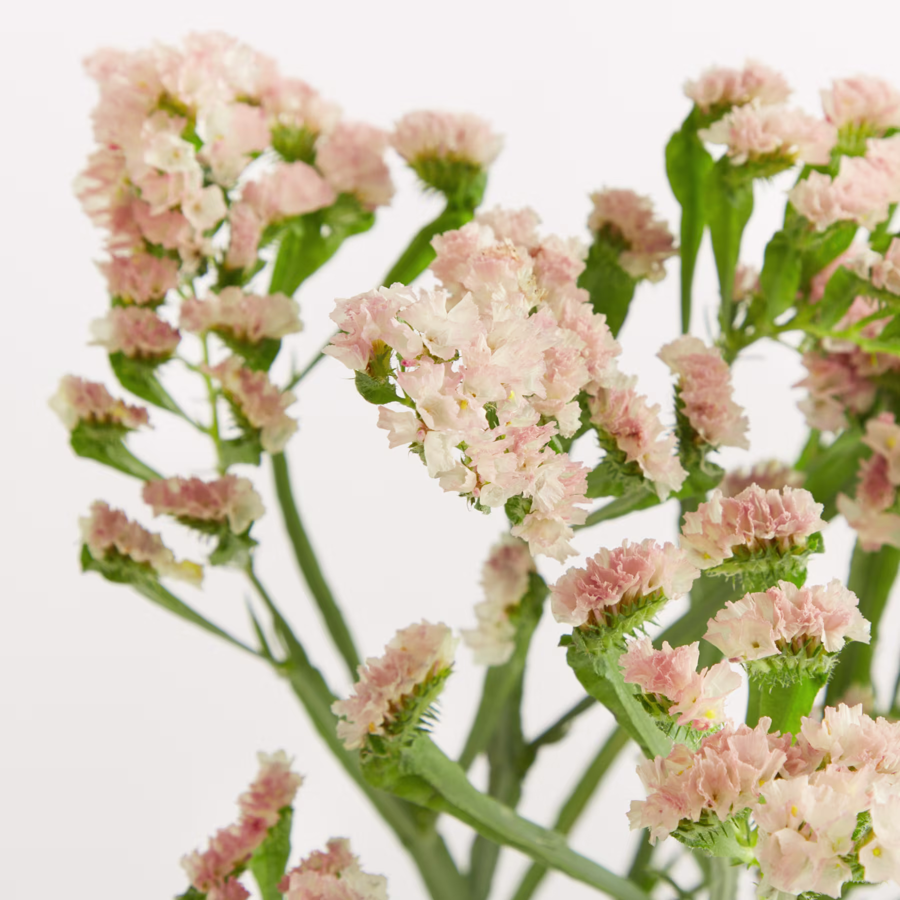 Eine durchsichtige Glasvase, gefüllt mit zarten rosa und weißen Blüten, steht auf einem schlichten weißen Hintergrund. (Beschreibungstext KI-generiert)