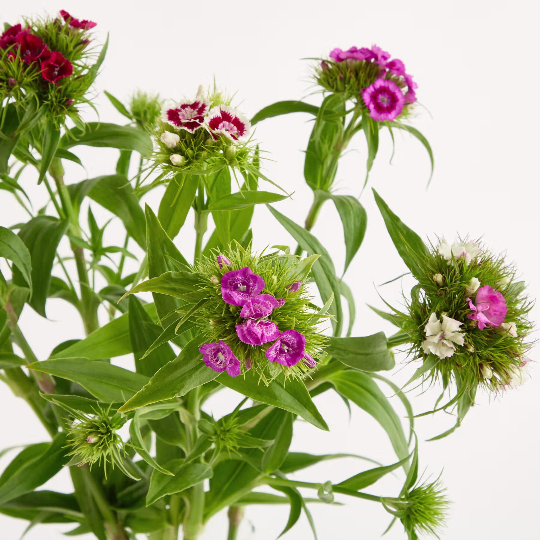 Das Bild zeigt eine lebhafte Darstellung verschiedener farbenfroher Blumen, darunter rote und rosa Blüten, umgeben von üppigem grünem Laub vor einem schlichten weißen Hintergrund. (Beschreibungstext KI-generiert)