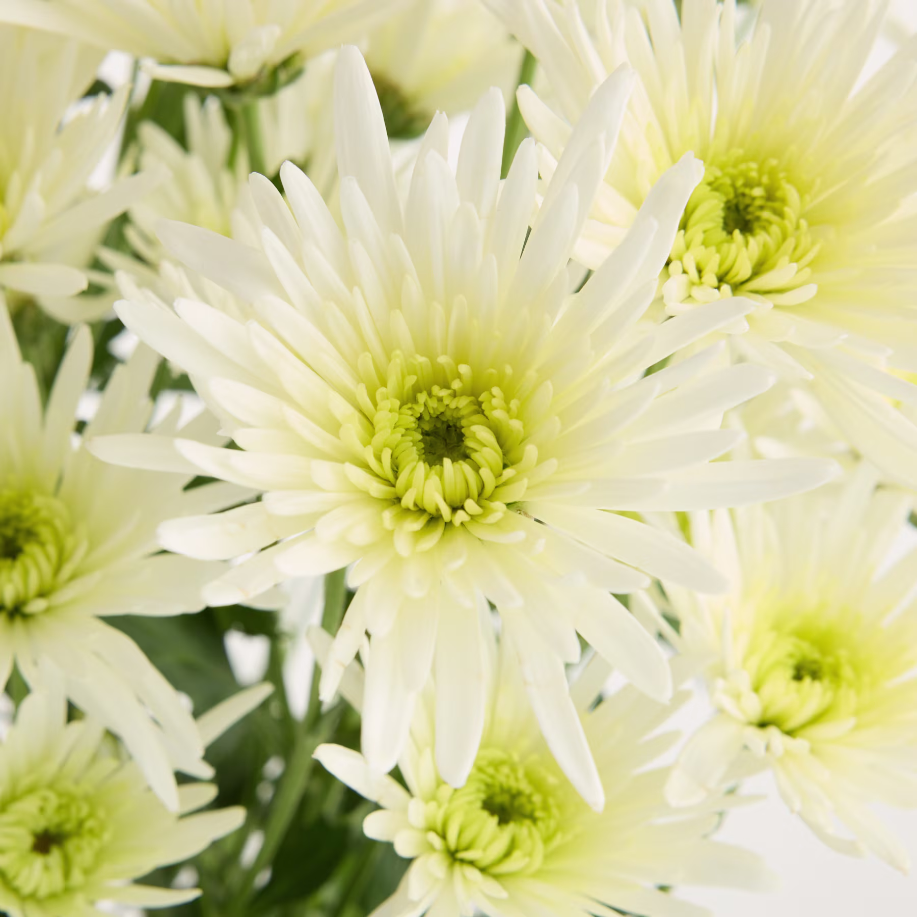 Das Bild zeigt eine Nahaufnahme mehrerer leuchtend weißer Chrysanthemenblüten mit zarten gelben Zentren vor einem weichen, verschwommenen grünen Hintergrund. (Beschreibungstext KI-generiert)