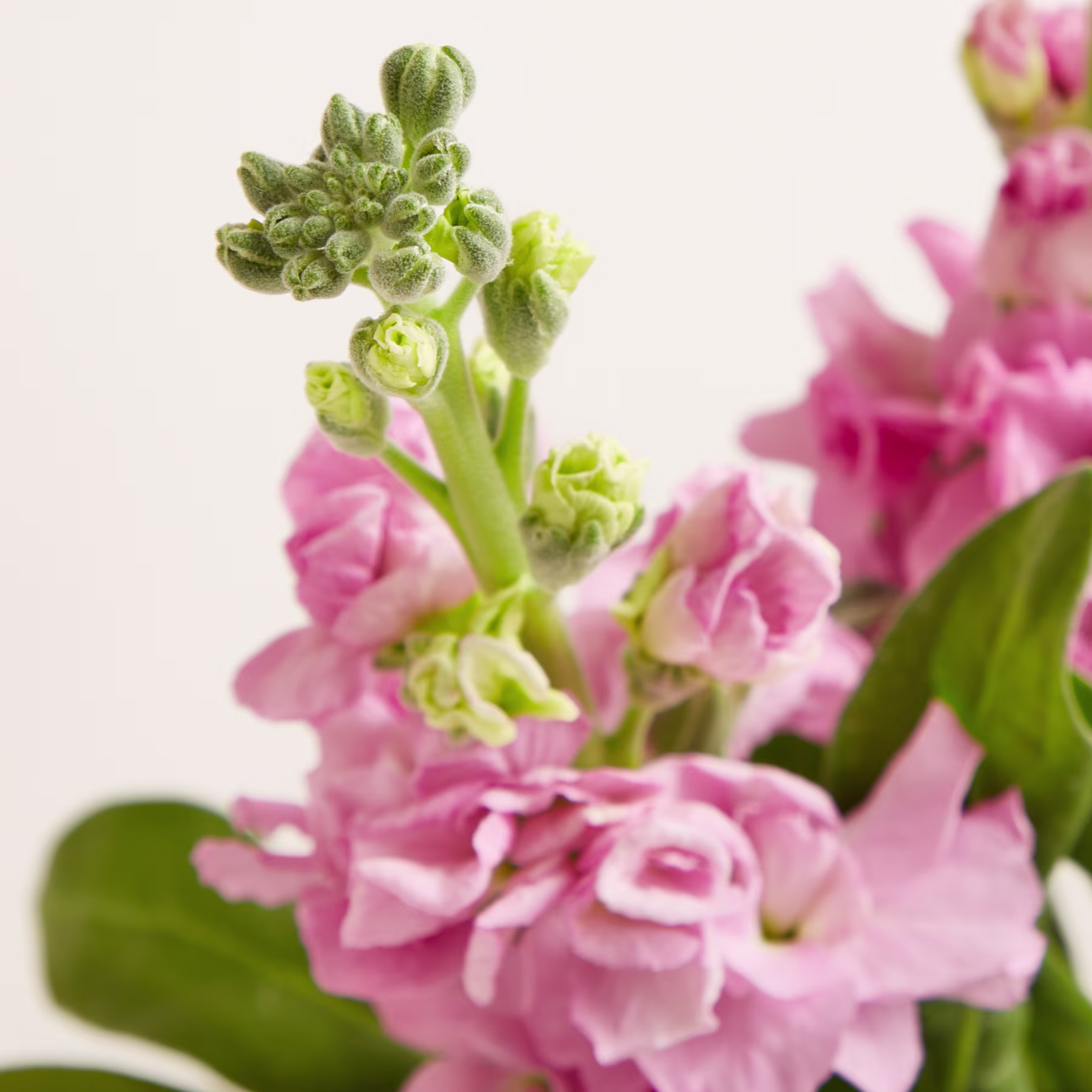 Das Bild zeigt einen leuchtenden Strauß rosa Blüten mit grünen Knospen und Blättern vor einem schlichten, hellen Hintergrund. (Beschreibungstext KI-generiert)
