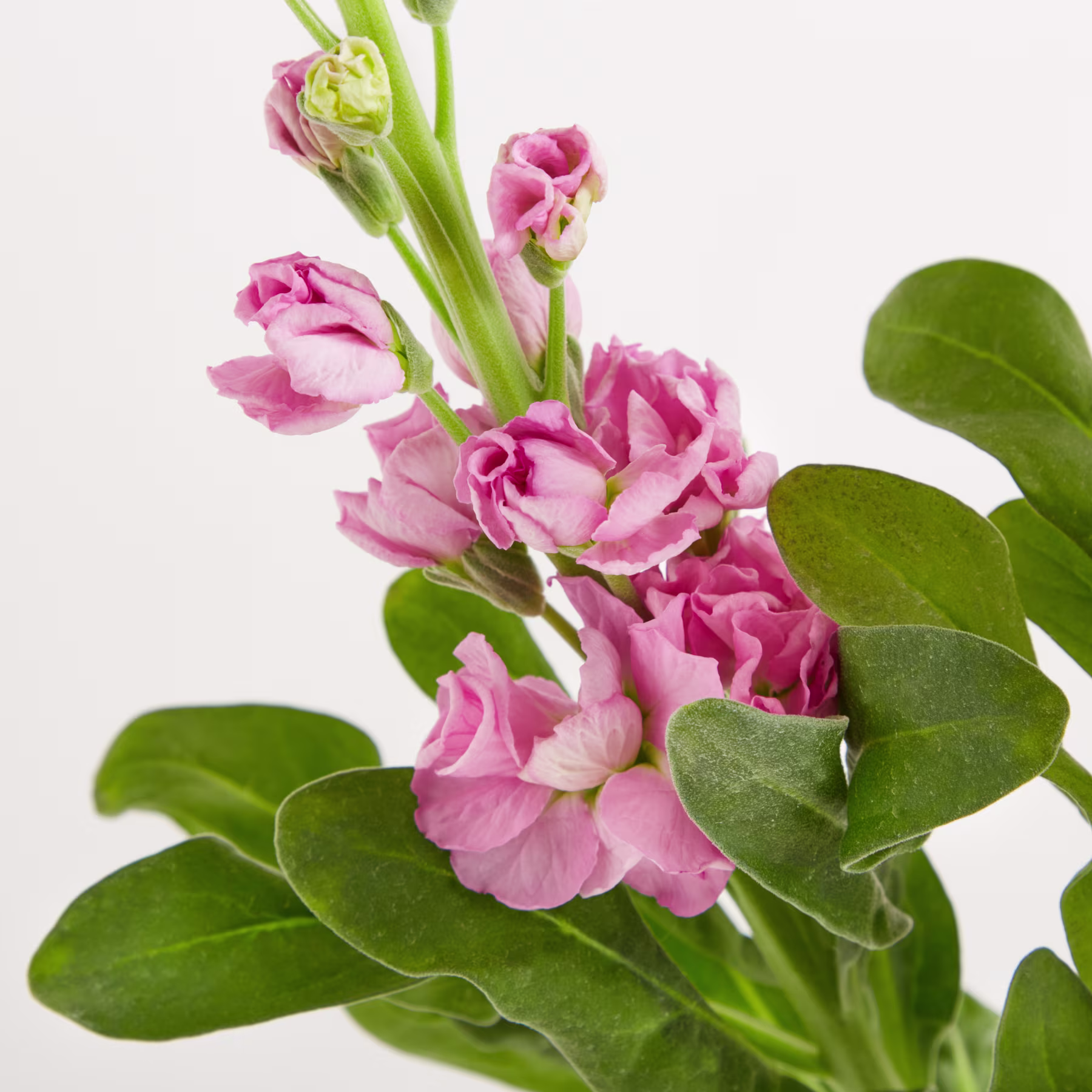 Ein leuchtender Strauß rosa Nelkenblüten mit üppig grünen Blättern vor schlichtem weißen Hintergrund. (Beschreibungstext KI-generiert)
