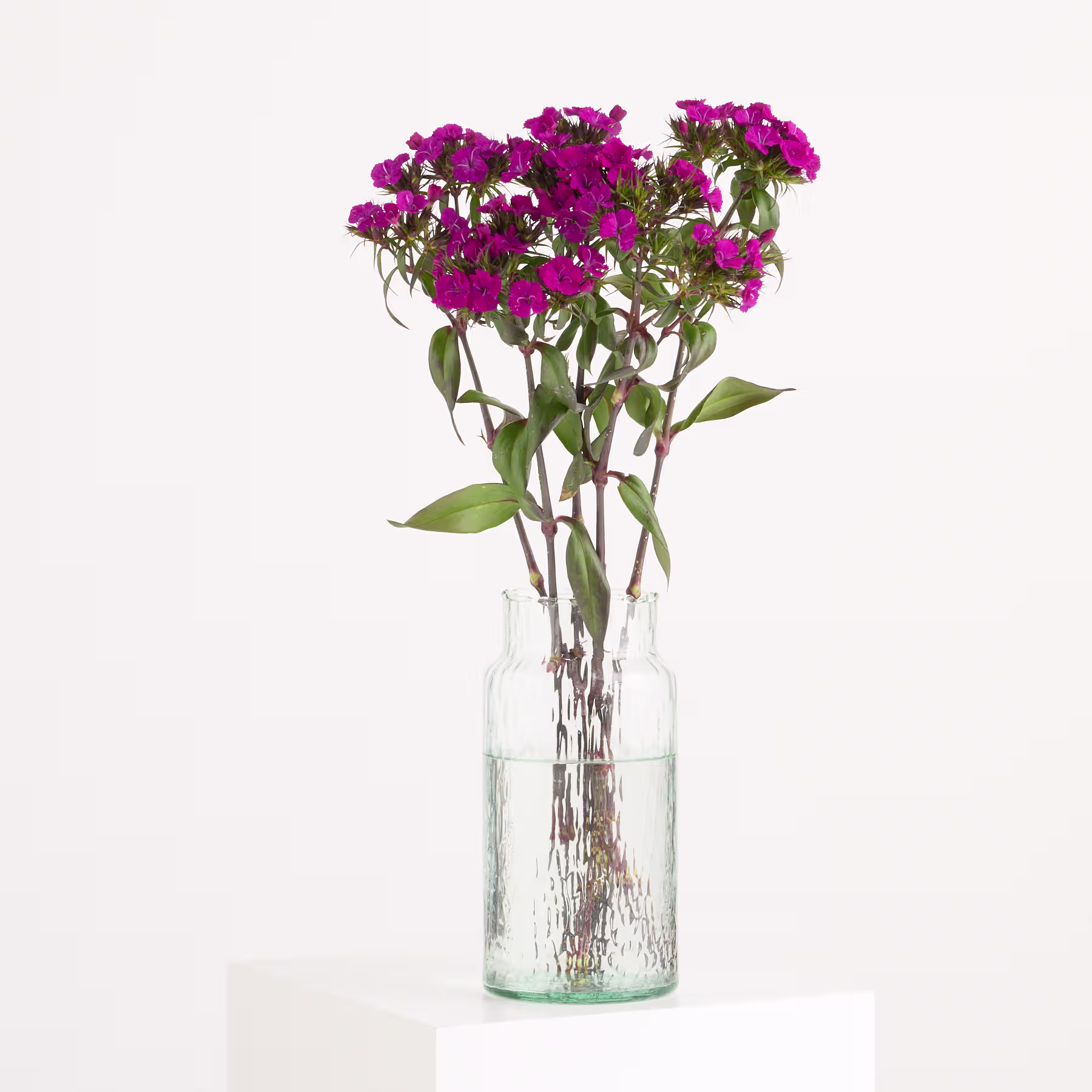 Ein Strauß leuchtend tiefvioletter Blumen steht in einer durchsichtigen Glasvase vor einem schlichten weißen Hintergrund. (Beschreibungstext KI-generiert)